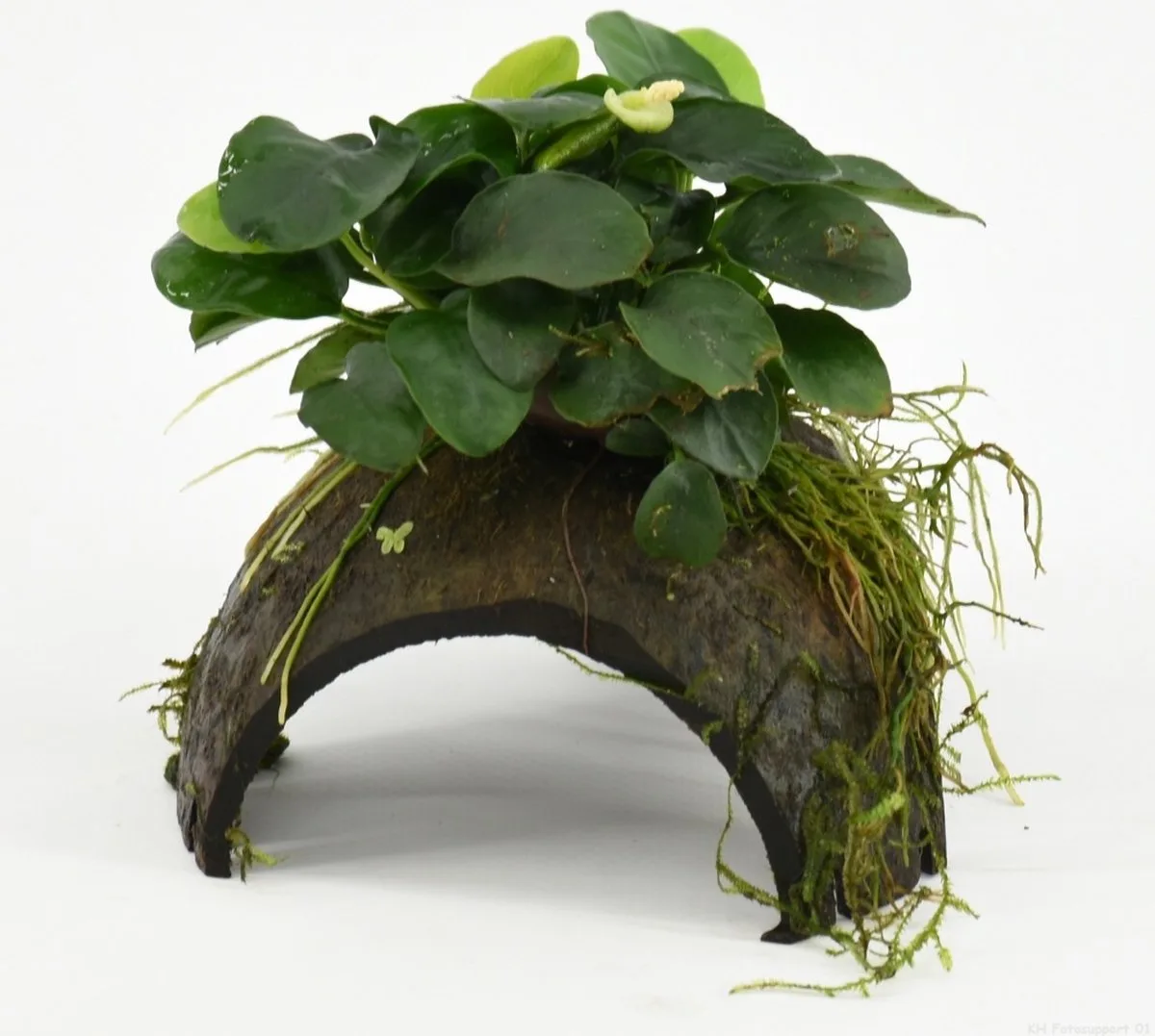 Halve Cocosnoot Met Anubias Waterplant von Moerings in Grün – Produktfoto