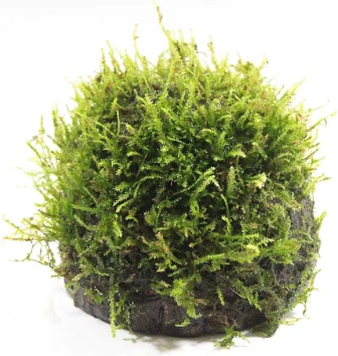 Halve cocosnoot met javamos Waterplant van Moerings in Bruin – productfoto