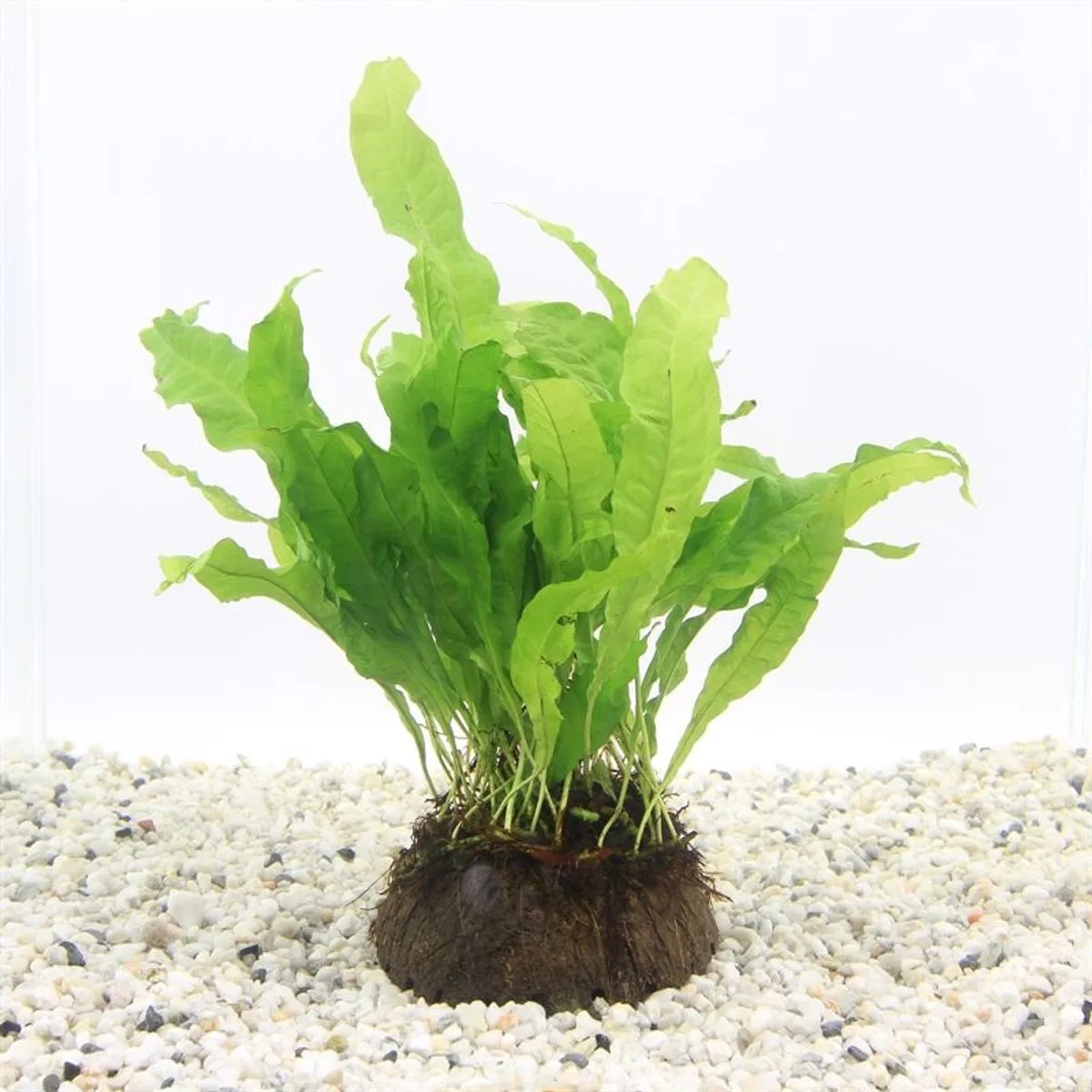 Halve cocosnoot met microsorum Waterplant von Moerings in Braun – Produktfoto