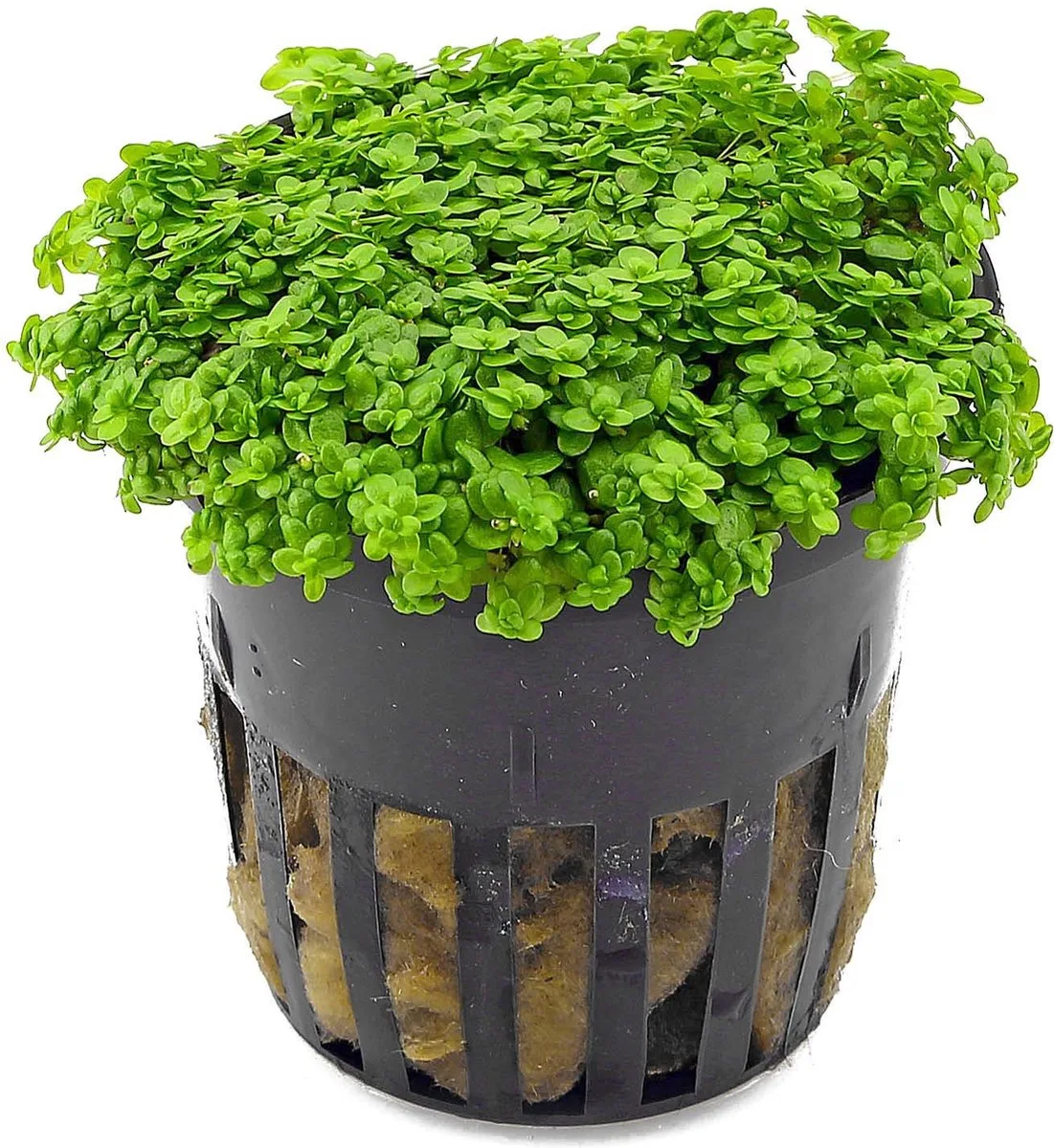 Hemianthus Callitrichoides | Dwergparelkruid | in 5 cm pot från Moerings i Grön – produktbild