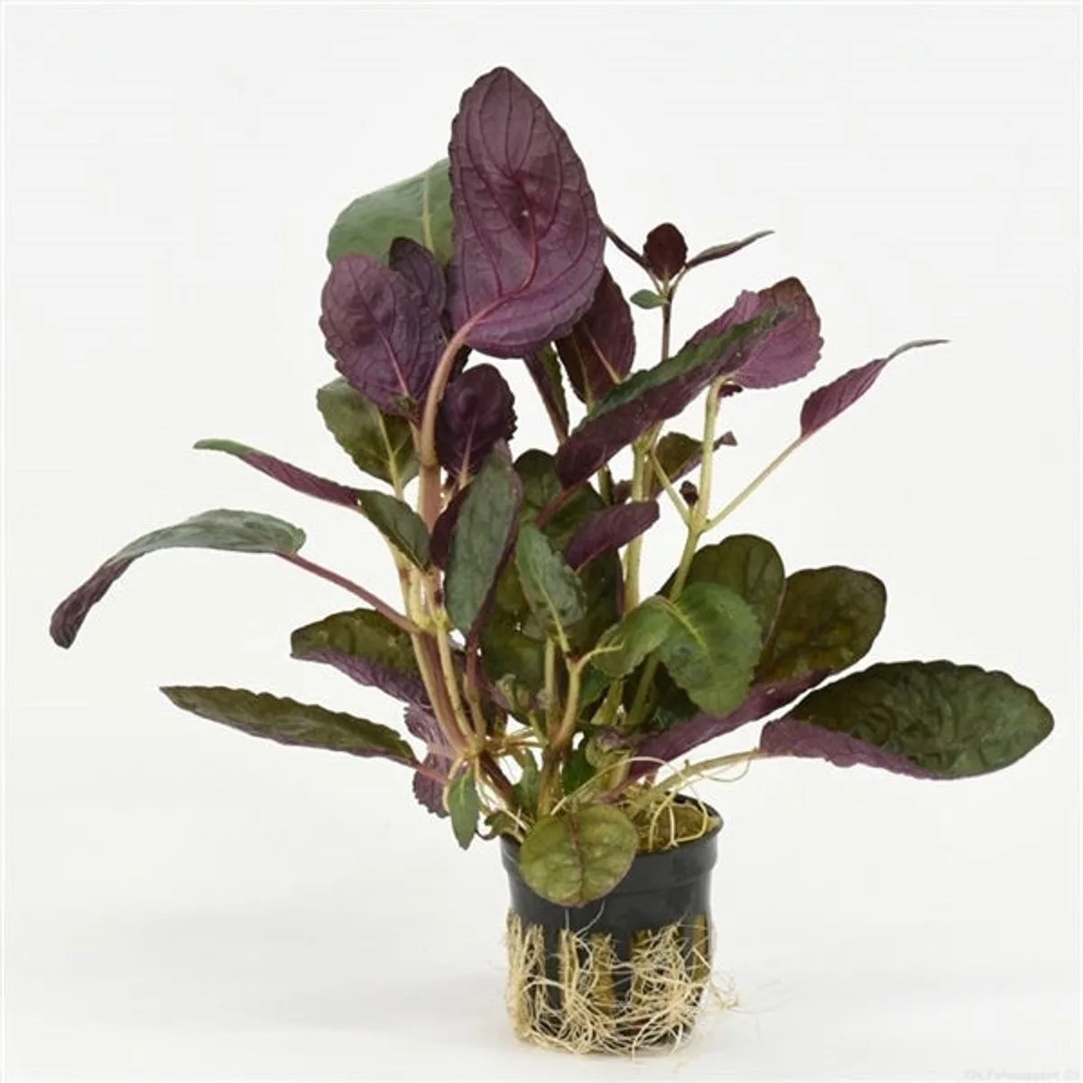 Hemiographis Colorata in 5 cm pot de Moerings en Rouge, Vert – photo produit
