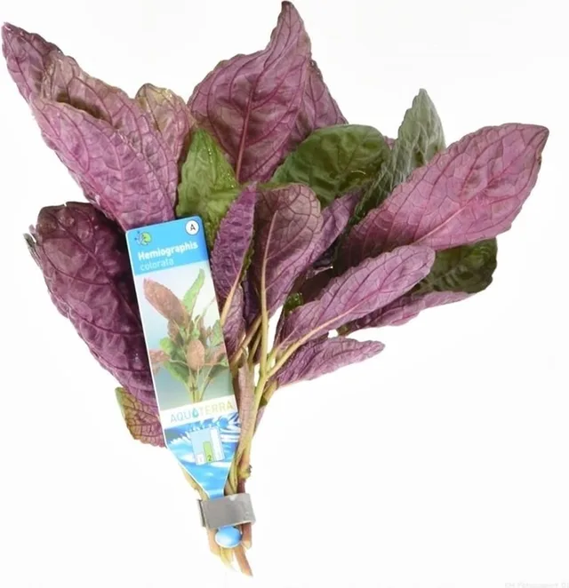Hemiographis Colorata | Paarse wafel plant | In Terracotta Ring terrariumplant