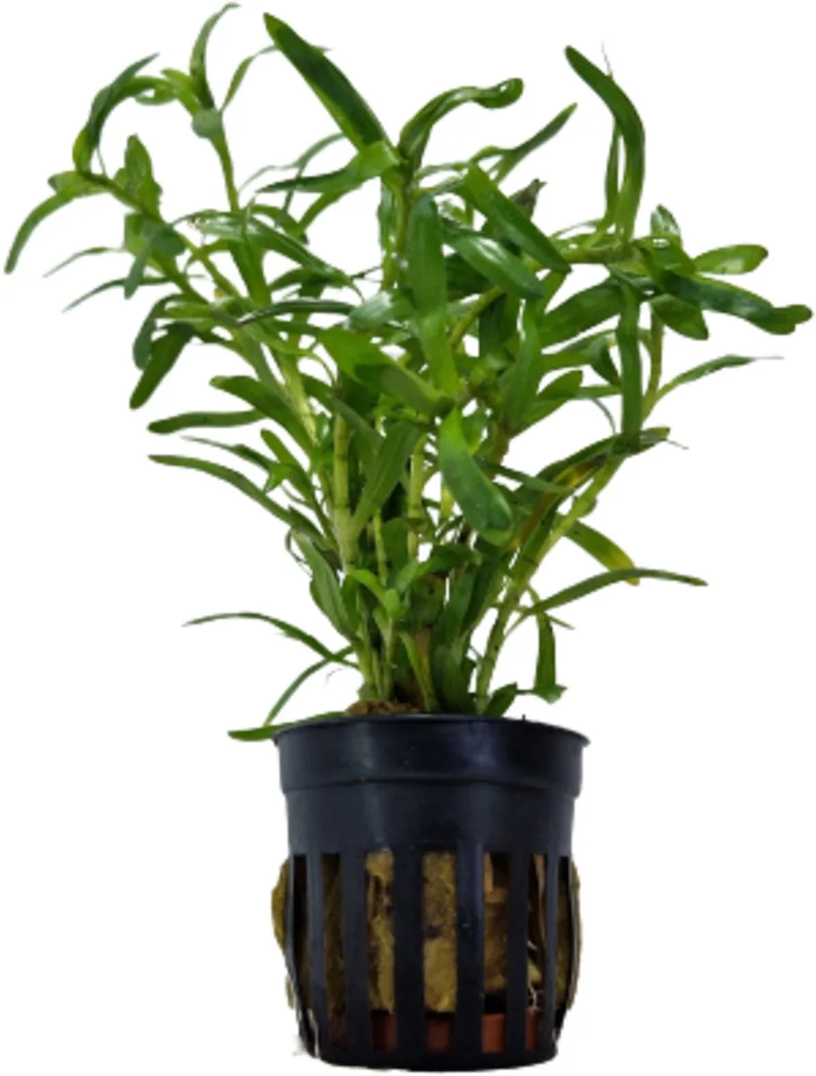 Heteranthera Zosterifolia | Sterrenkruid | in 5 cm pot von Moerings in Grün – Produktfoto