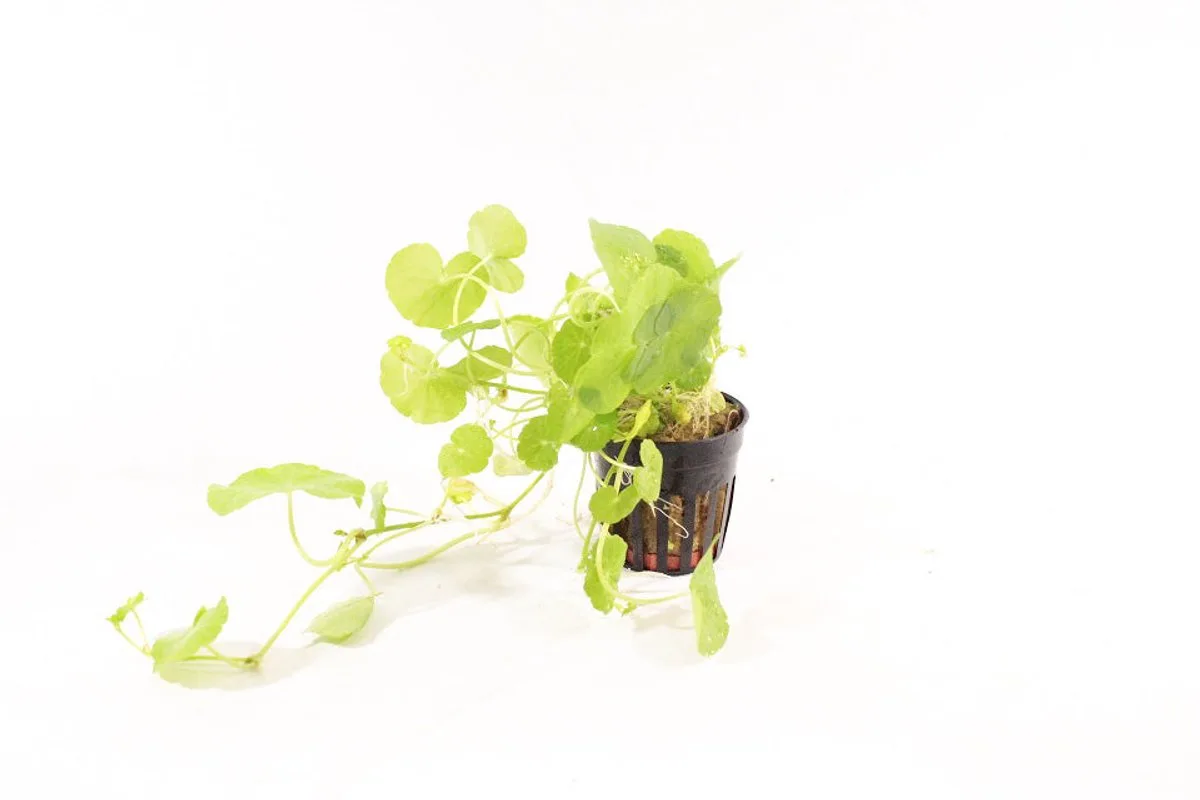 Hydrocotyle Leucocephala | Braziliaanse Klimop | in 5 cm pot de Moerings en Vert – photo produit