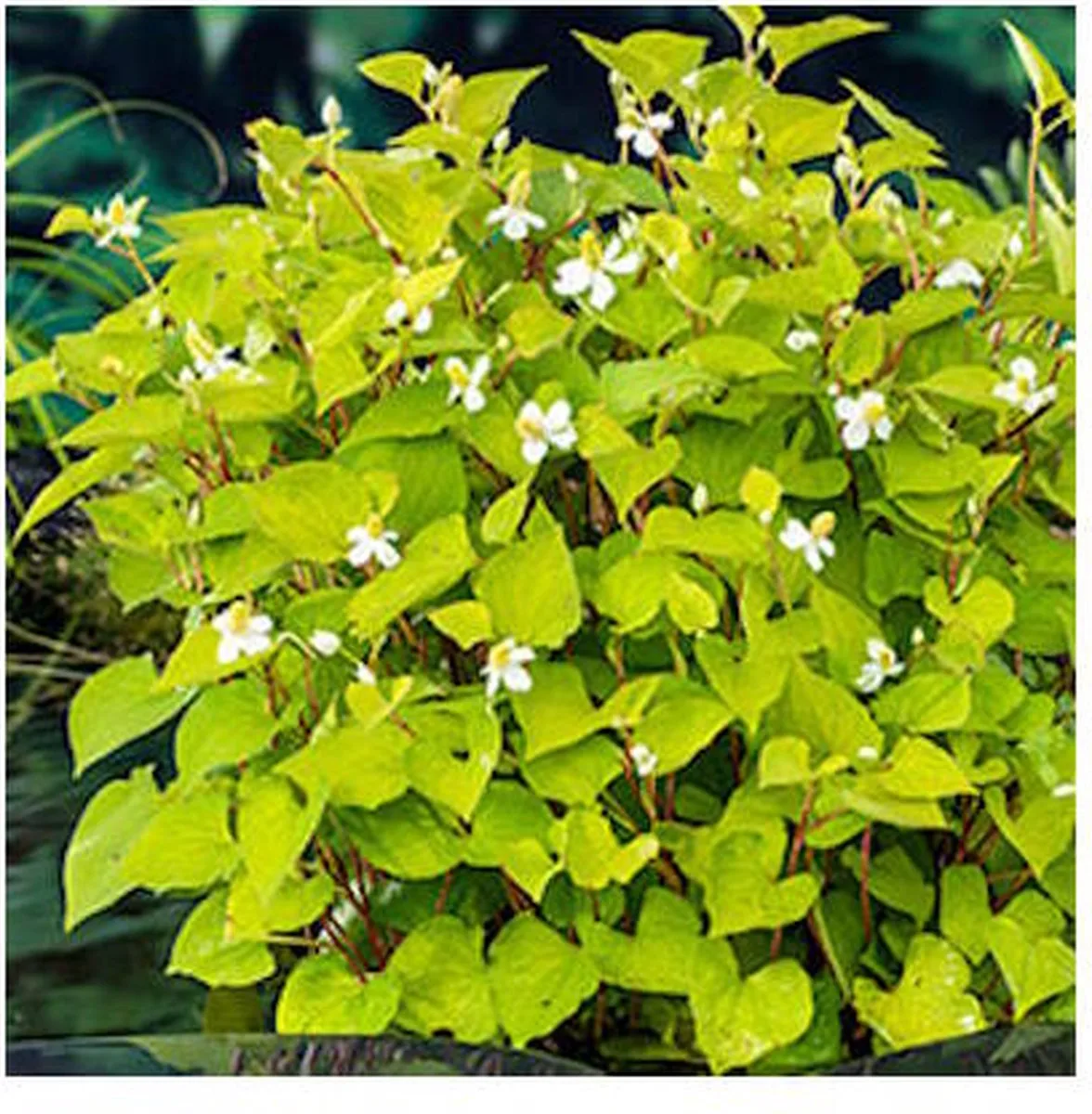 Hydrocotyle Nova-Zealandiae | Waternavel | In 11x11CM Mand de Moerings en Vert – photo produit