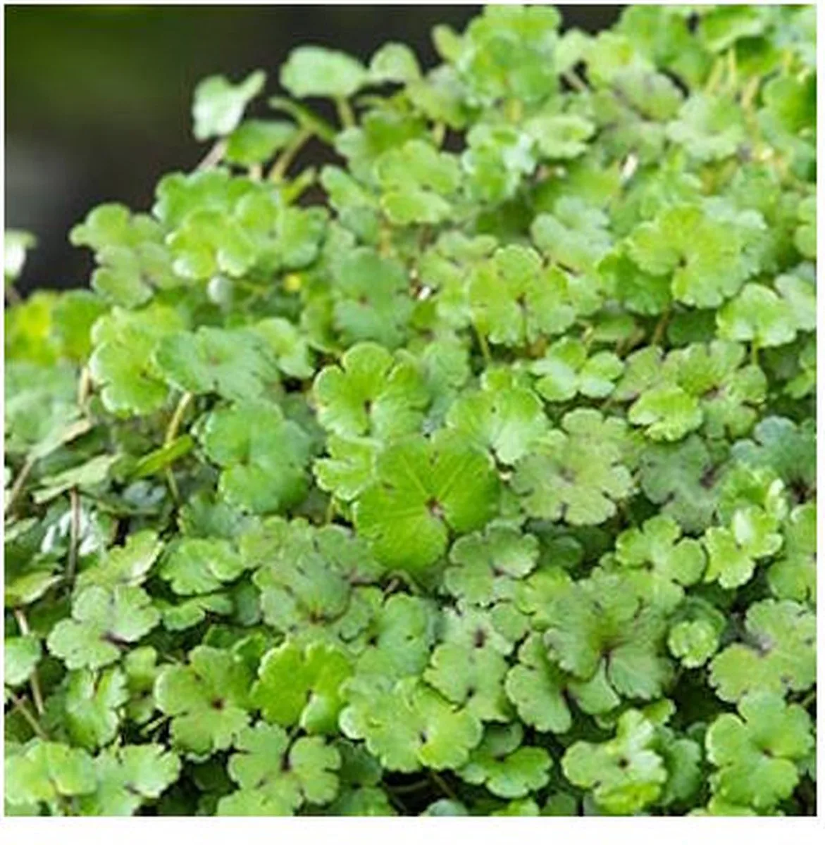 Hydrocotyle Nova-Zealandiae | Waternavel | In 18CM Mand de Moerings en Vert – photo produit
