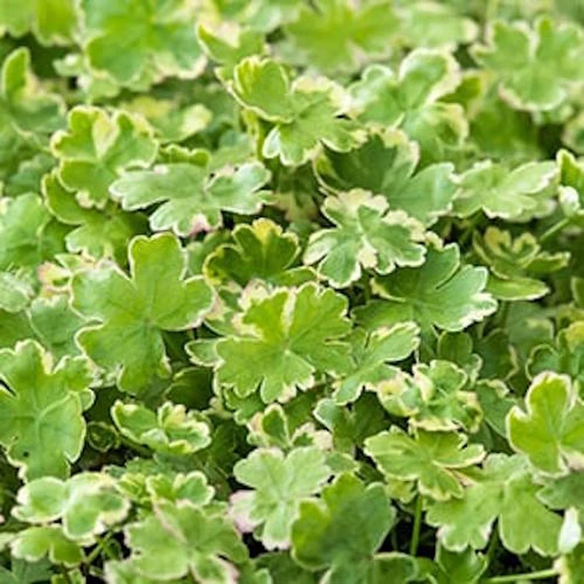 Hydrocotyle sib. Variegata | Bonte Waternavel | In 11x11CM Mand de Moerings en Crème – photo produit