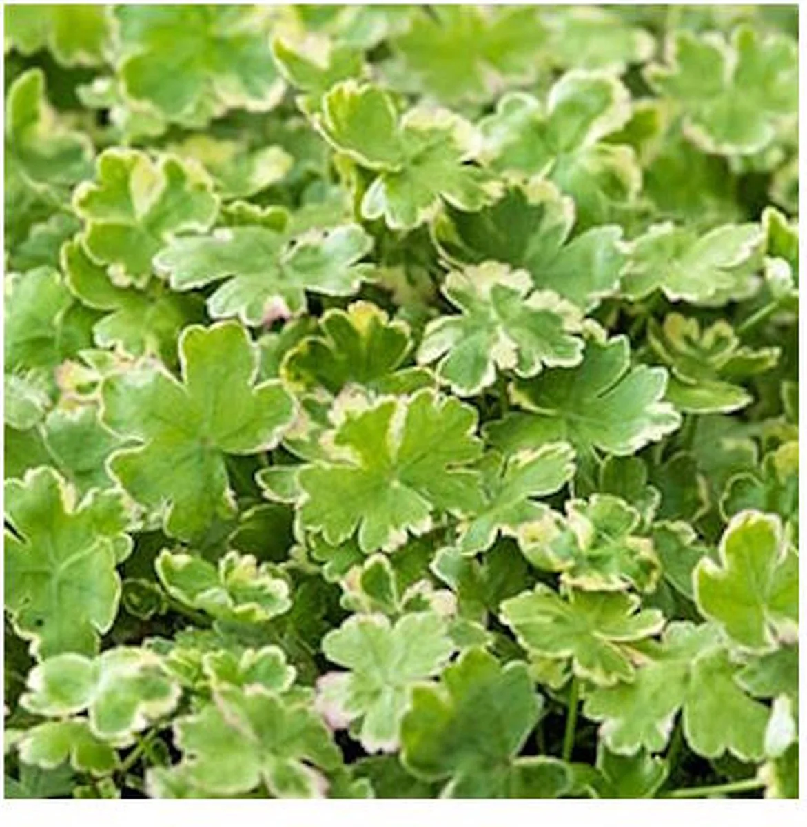 Hydrocotyle sib. Variegata | Bonte Waternavel | In 18CM Mand de Moerings en Crème – photo produit
