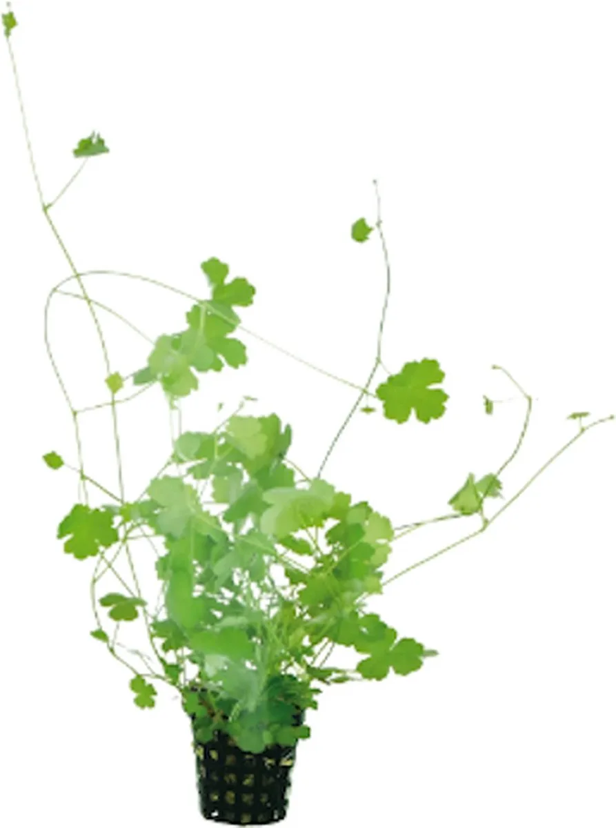 Hydrocotyle Tripartita | Japanse waternavel | In 5 cm pot P5 Pot von Moerings in Grün – Produktfoto