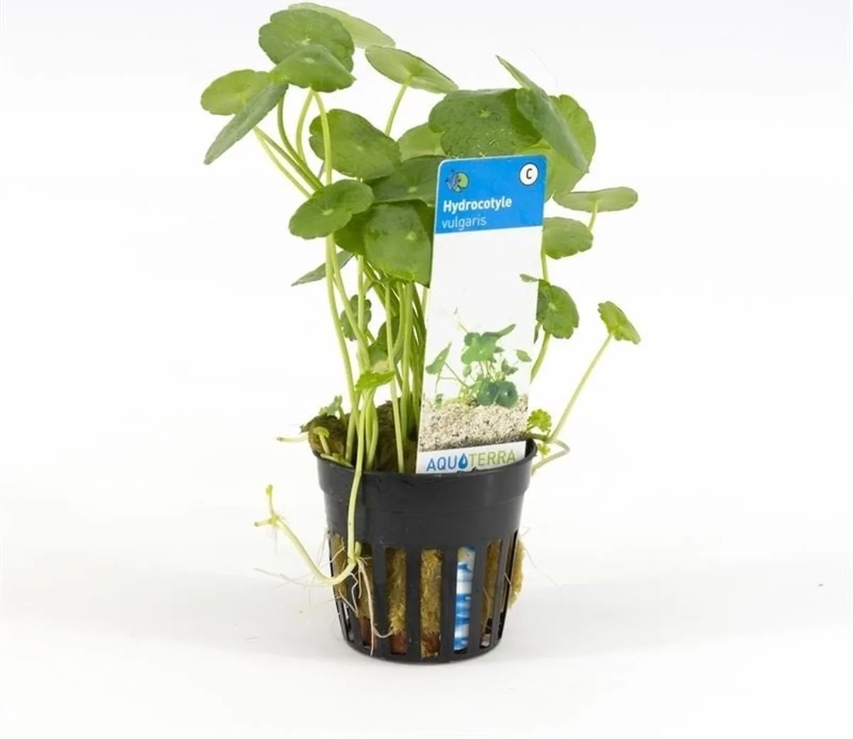 Hydrocotyle Vulgaris | Gewone waternavel | in 5 cm pot de Moerings en Vert – photo produit