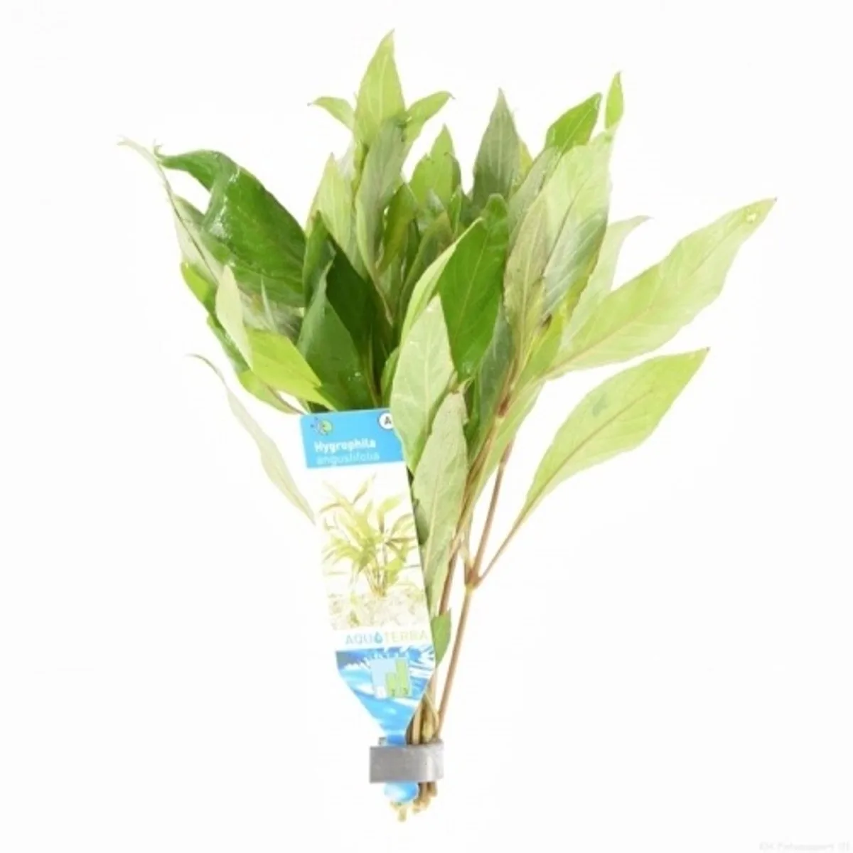 Hygrophila Angustifolia | In 9CM pot Waterplant van Moerings in Groen – productfoto