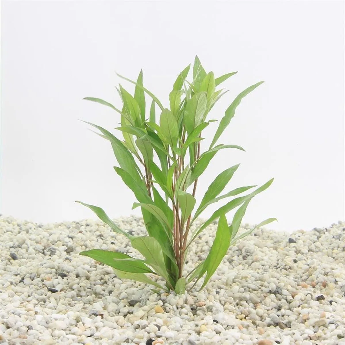 Hygrophila angustifolia in bos met loodje Waterplant van Moerings in Groen – productfoto
