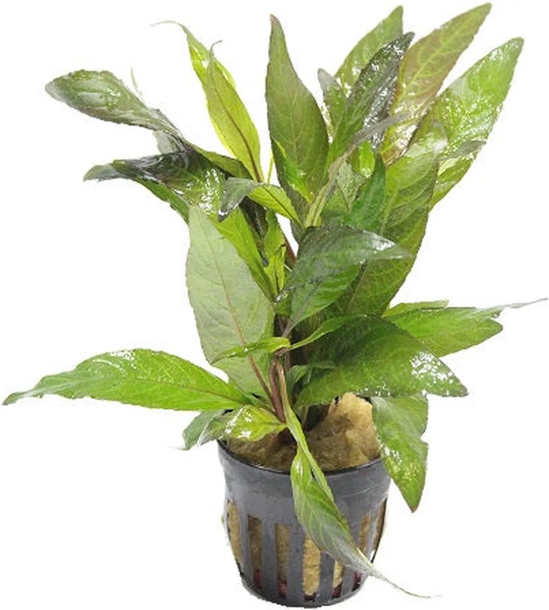 Hygrophila Angustifolia Rubra | Rode Slanke Waternavel | in 5 cm pot van Moerings in Rood – productfoto