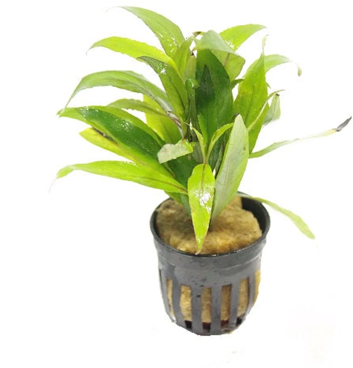 Hygrophila Angustifolia | Smalle Waterweegbree | in 5 cm pot van Moerings in Groen – productfoto