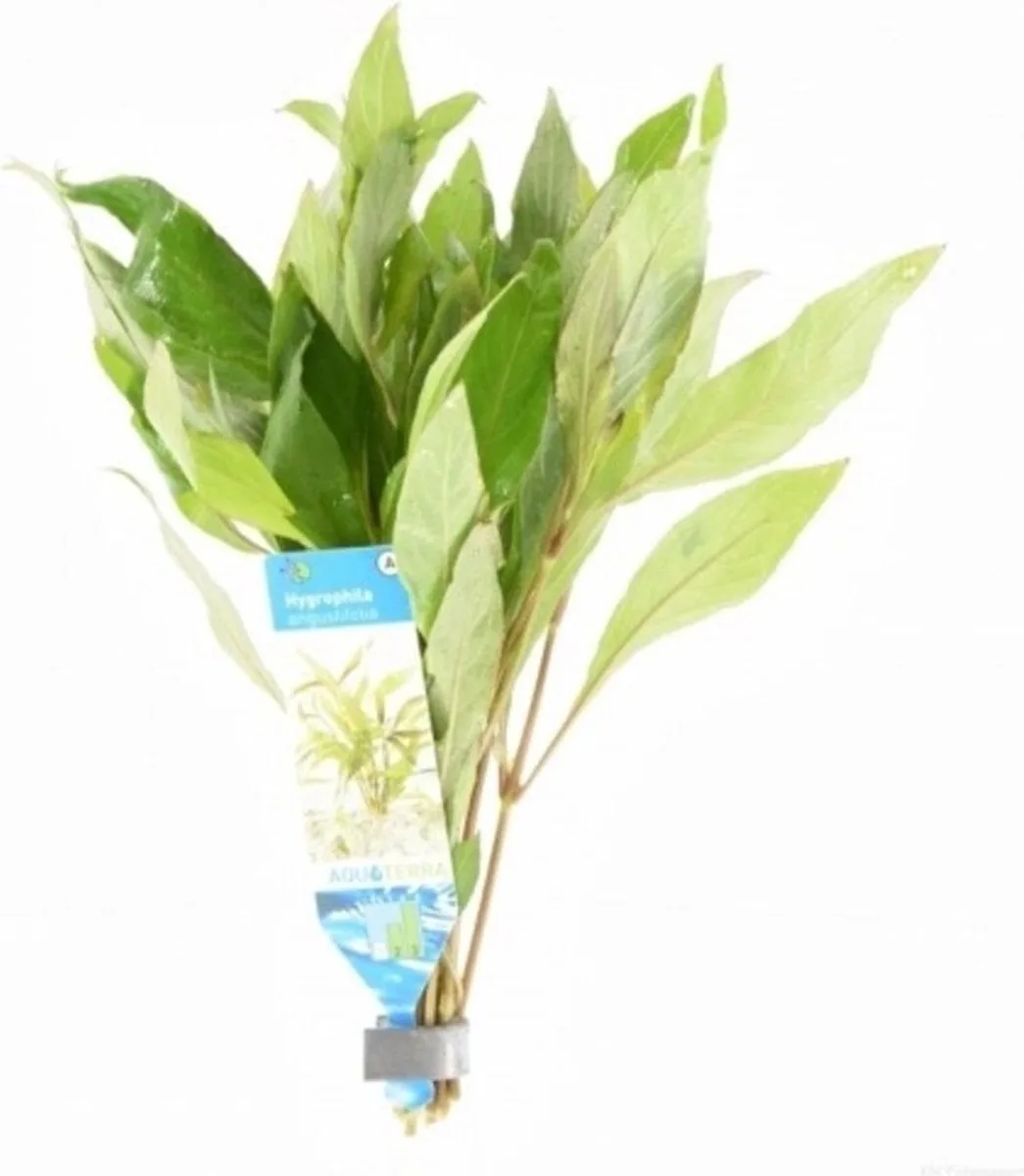 Hygrophila Angustifolia | Smalle Waterweegbree | in Terracotta Ring van Moerings in Groen – productfoto