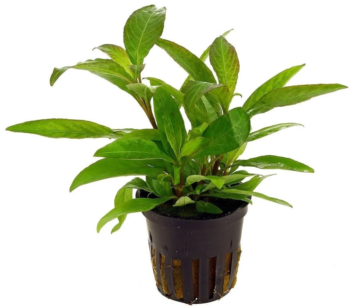 Hygrophila Corymbosa | Reuzen Hygrophila | in 5 cm pot by Moerings in Green – product photo