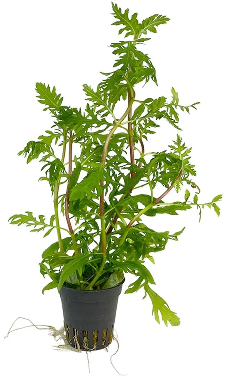 Hygrophila Difformis | Vaantjesplant | in 5 cm pot van Moerings in Groen – productfoto