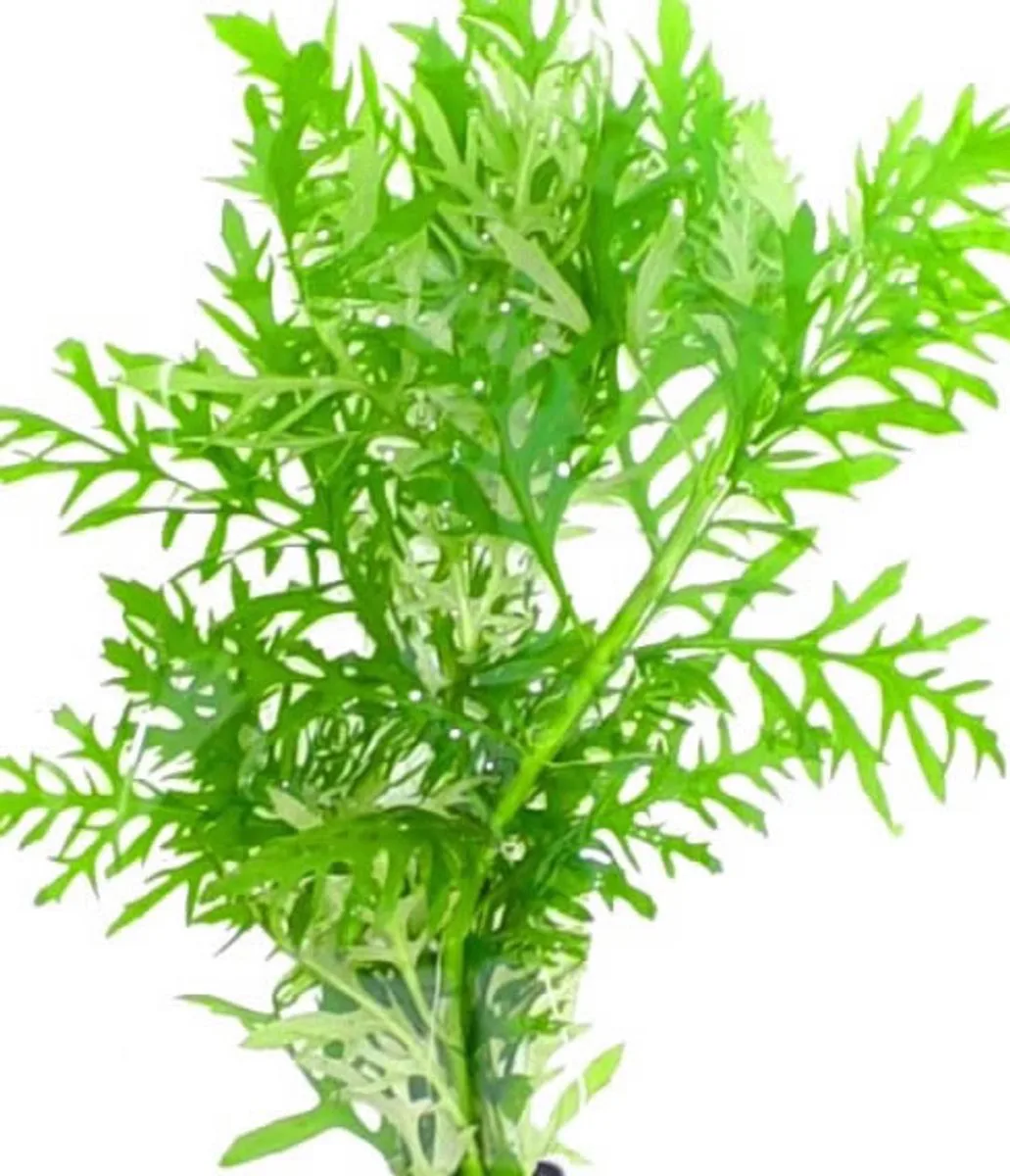 Hygrophila Difformis | Vaantjesplant | In Bos met Loodje van Moerings in Groen – productfoto