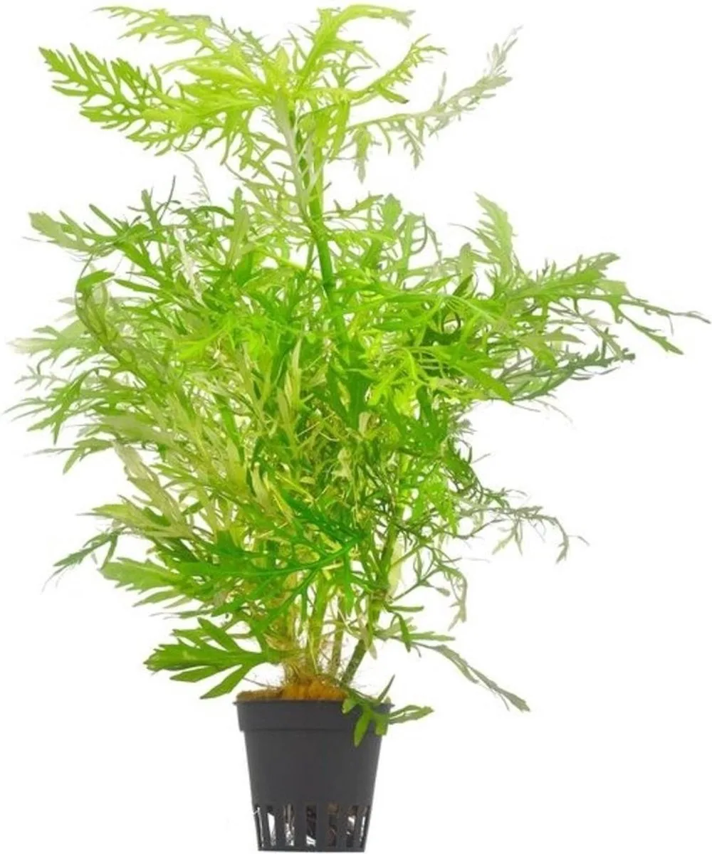 Hygrophila Difformis | Vaantjesplant | in Terracotta Pot van Moerings – productfoto