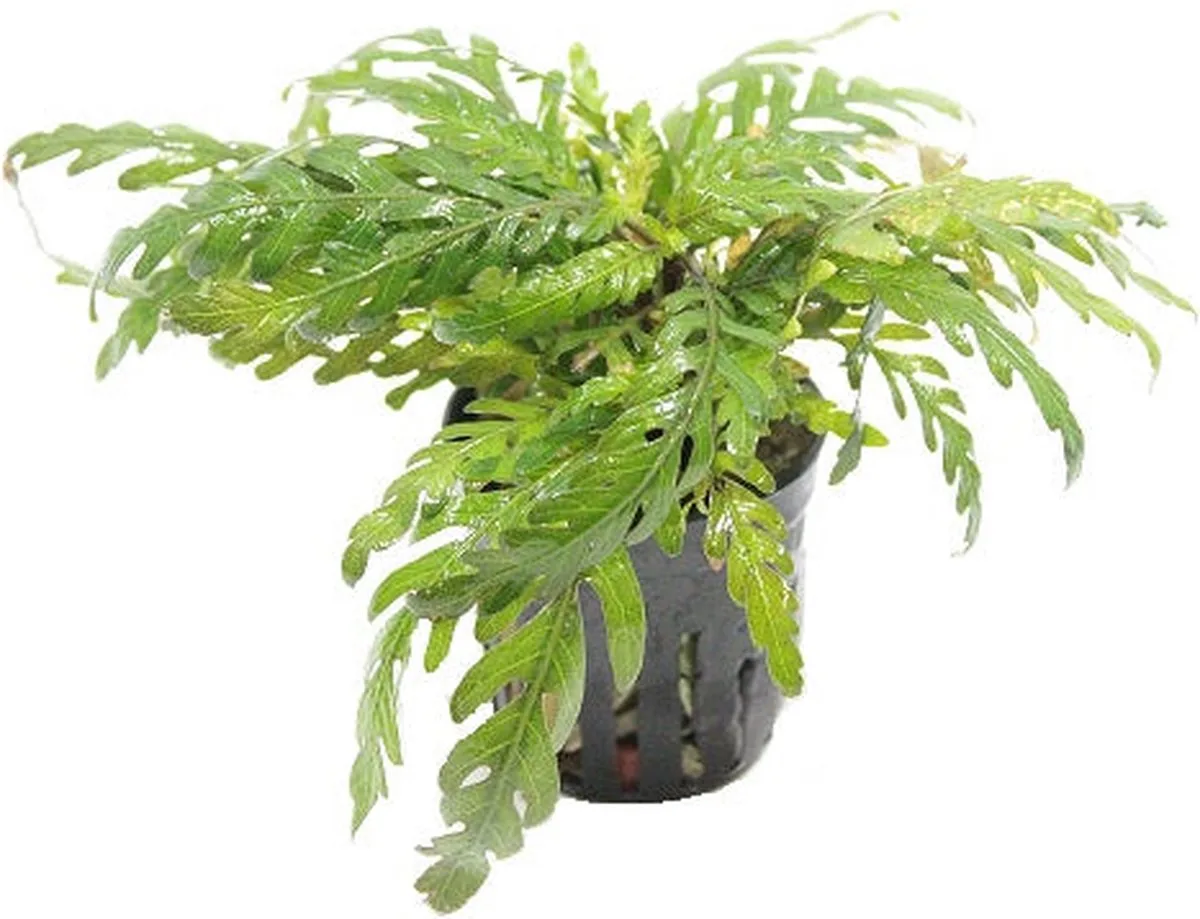 Hygrophila Pinnatifida | Belgisch | in 5 cm pot by Moerings in Green – product photo