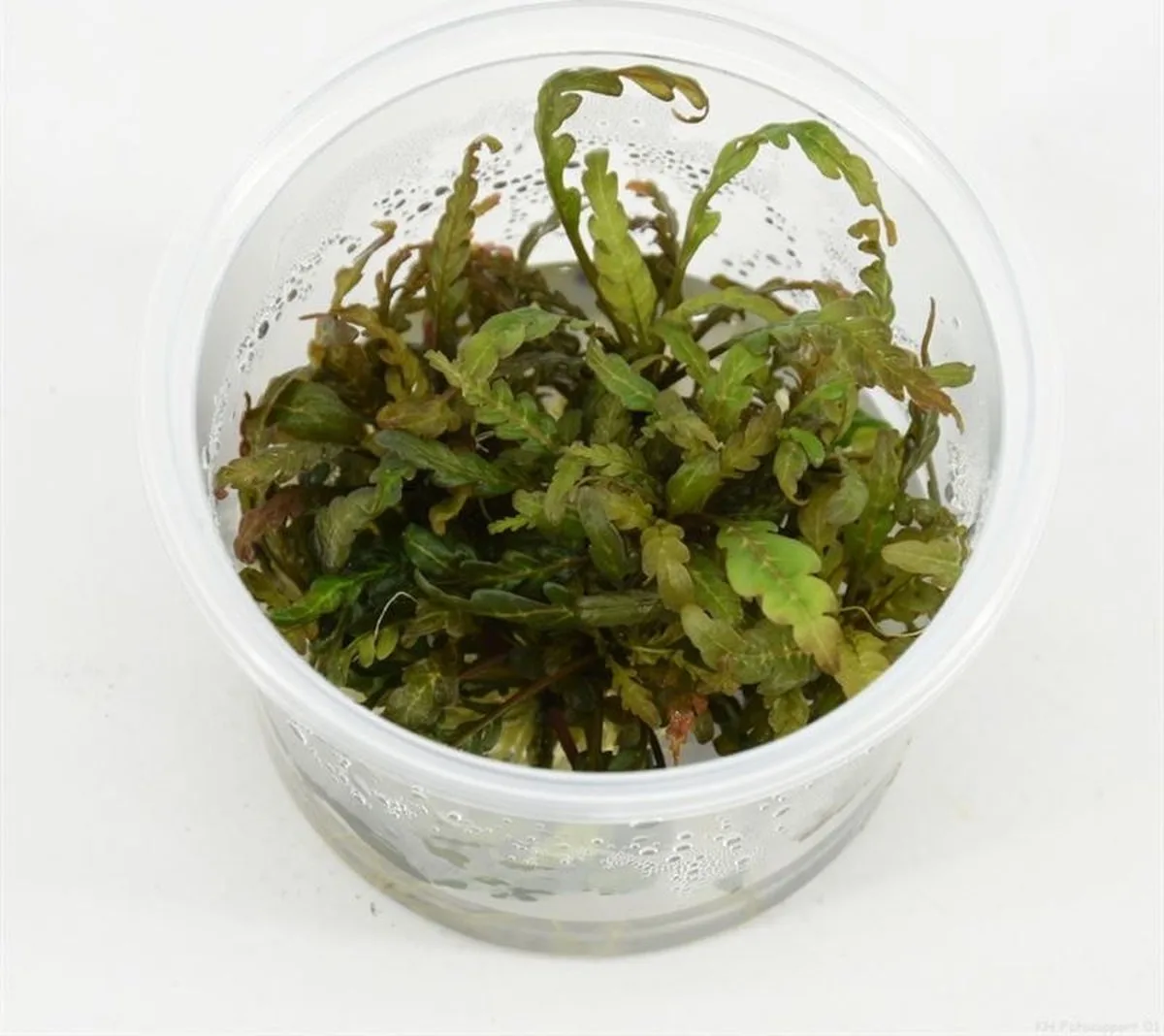 Hygrophila Pinnatifida | Belgisch | In vitro cup Waterplant van Moerings in Groen – productfoto