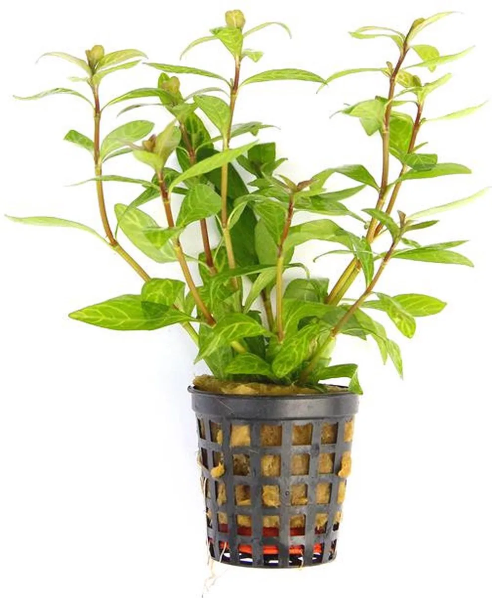 Hygrophila Polysperma | Belgisch | in 5 cm pot van Moerings in Groen – productfoto