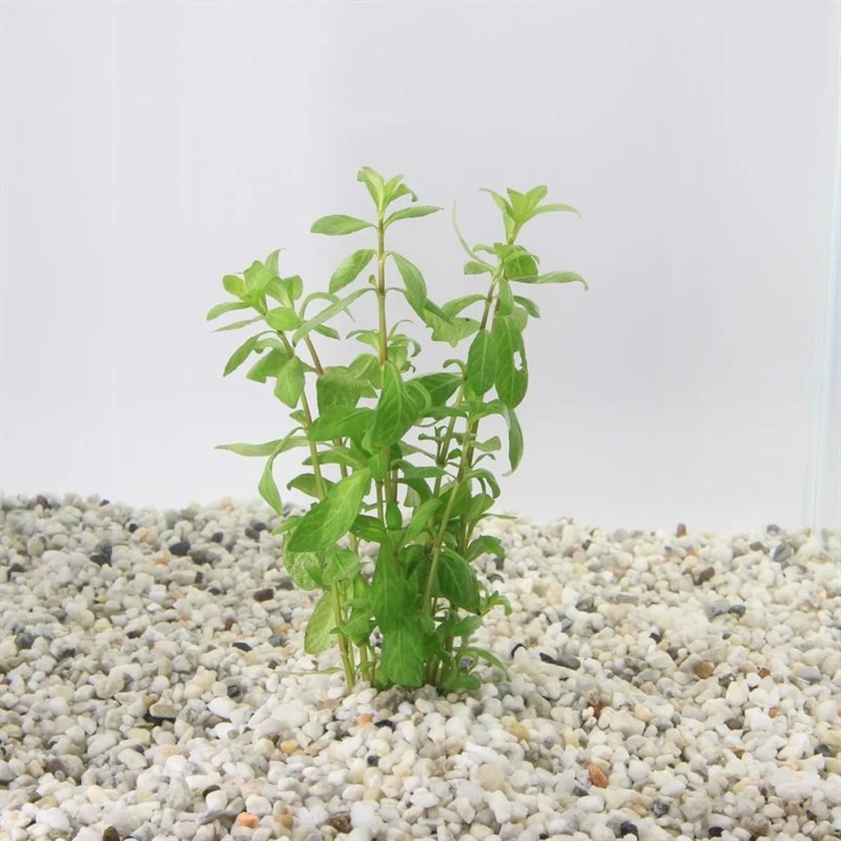 Hygrophila Polysperma | Belgisch | In Bos met Loodje van Moerings in Groen – productfoto