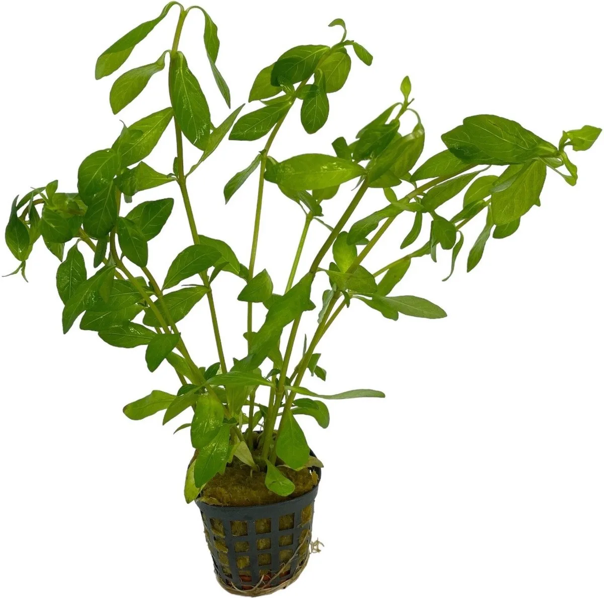 Hygrophila Polysperma | Belgisch | In Terracotta Pot van Moerings in Groen – productfoto