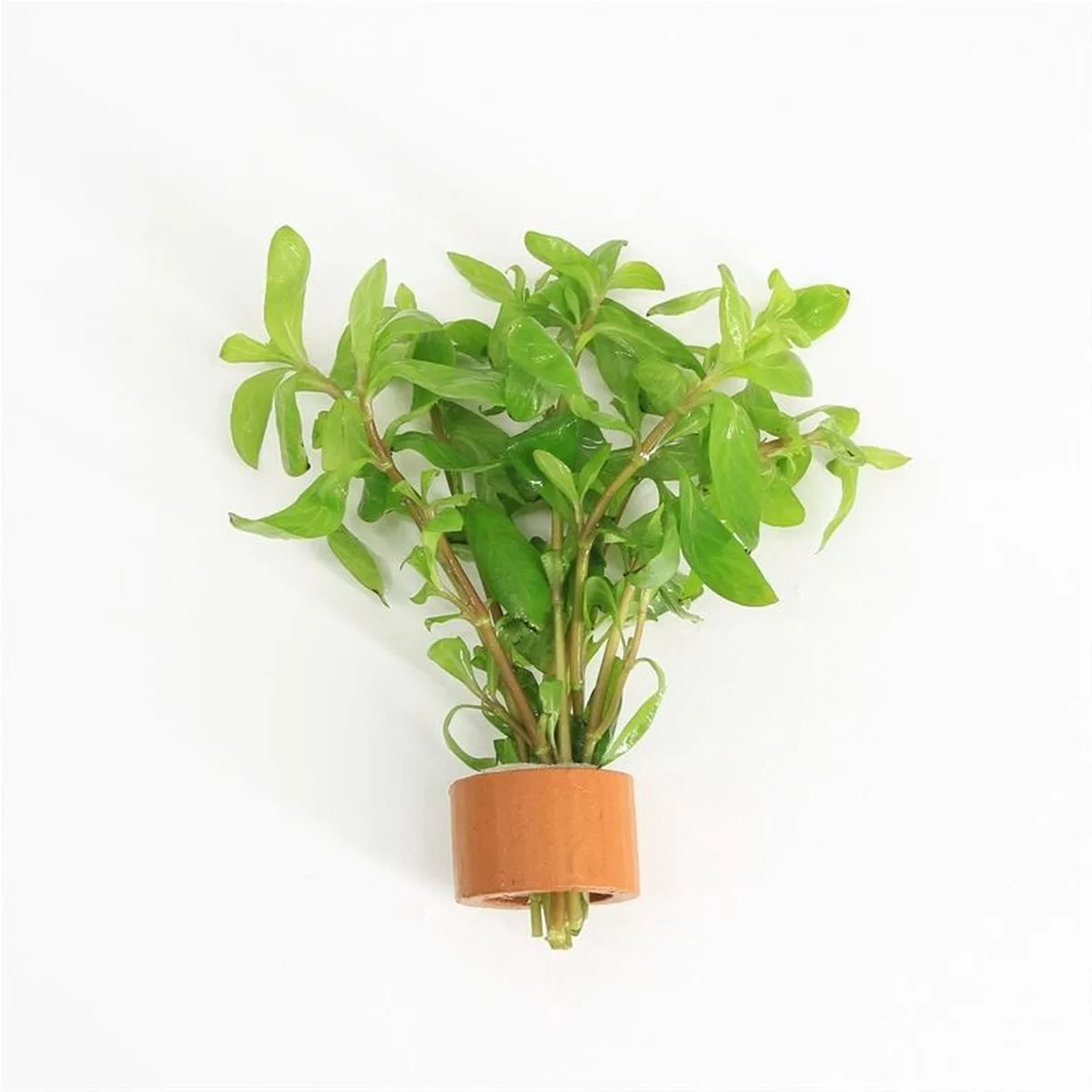 Hygrophila Polysperma | Belgisch | In Terracotta Ring van Moerings in Groen – productfoto