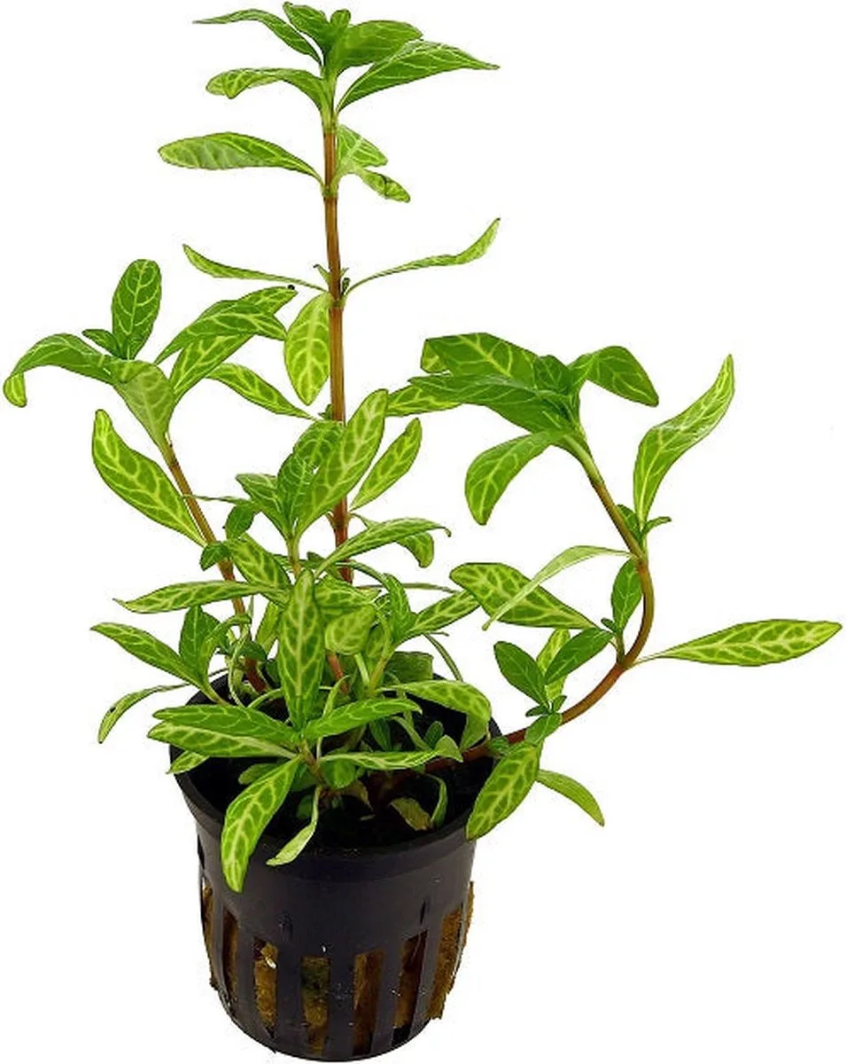 Hygrophila Rosanervig in 5 cm pot de Moerings en Rouge – photo produit
