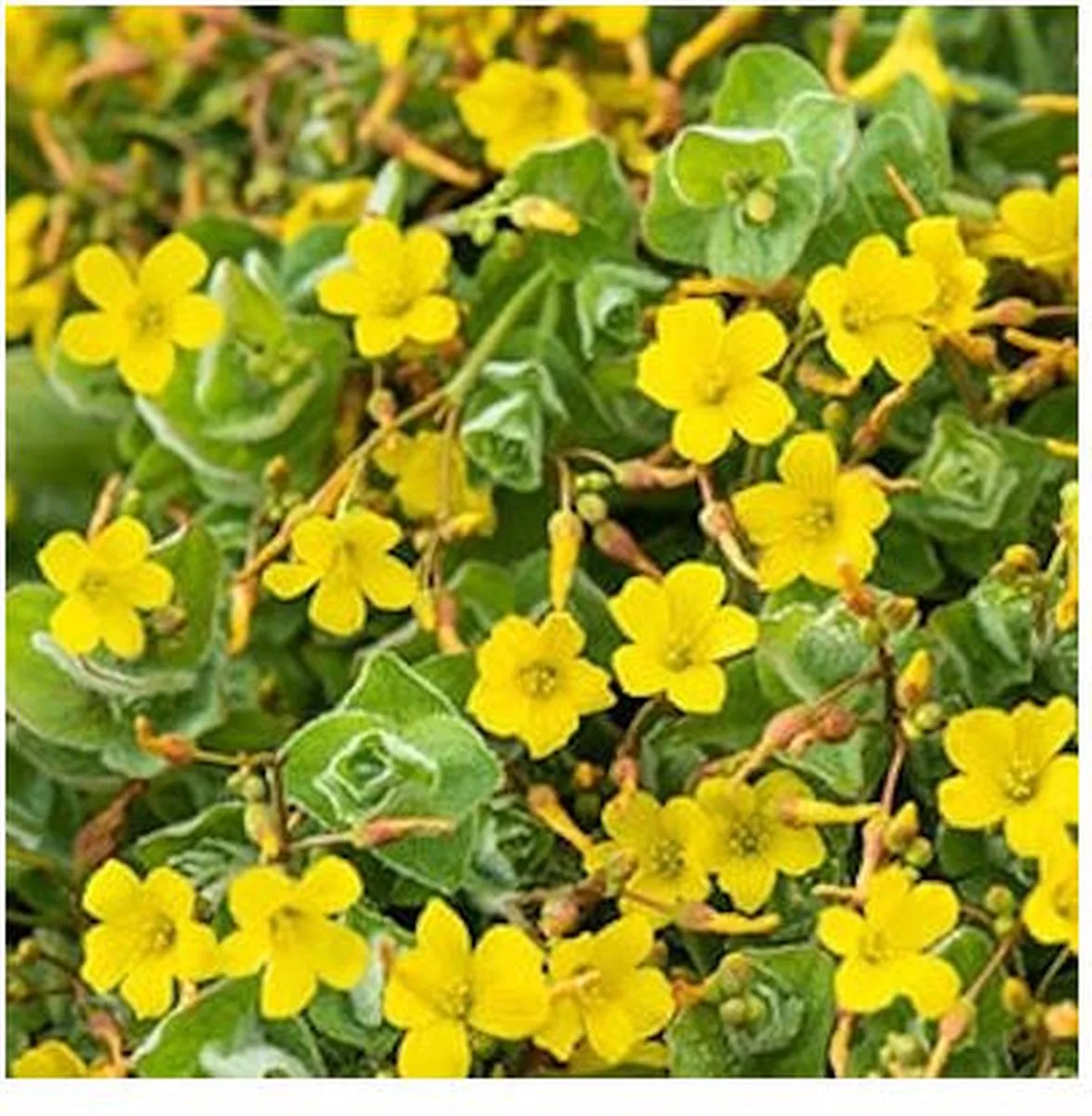 Hypericum Elodes | Moerashertshooi | In 18CM Mand Kant en Klaar van Moerings in Geel – productfoto