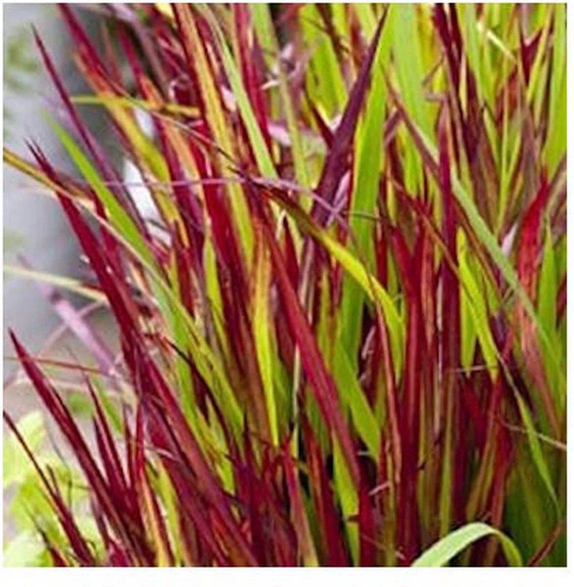 Imperata Red Baron | Japans Bloedgras | In 9CM pot van Moerings in Rood – productfoto