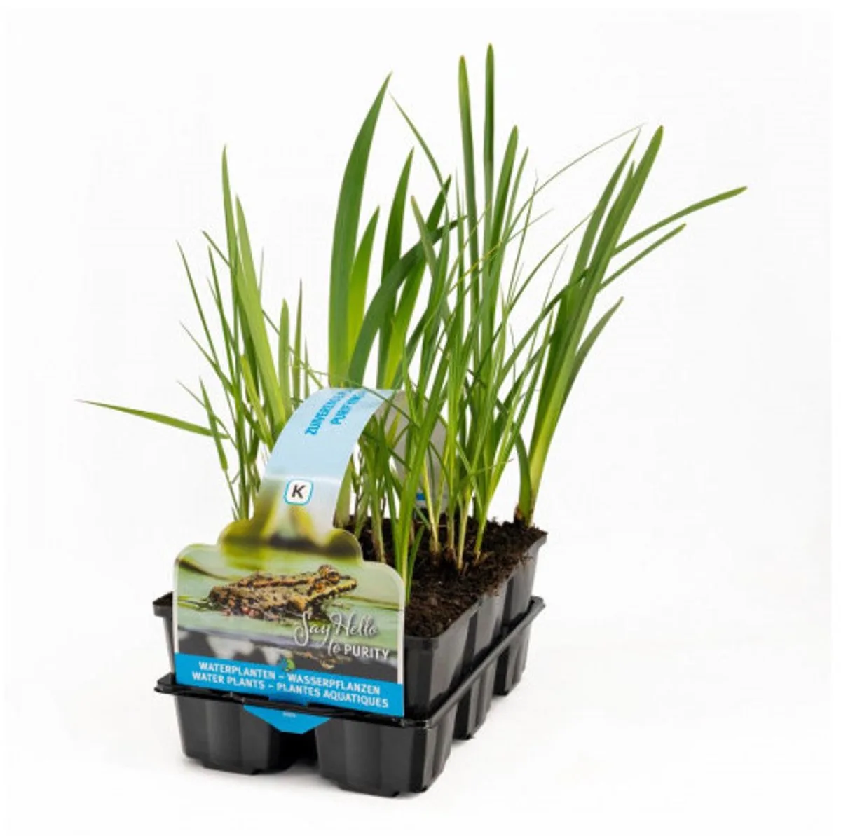 Inheemse Vijverplanten Mix | In Thema Sixpack von Moerings in Grün – Produktfoto