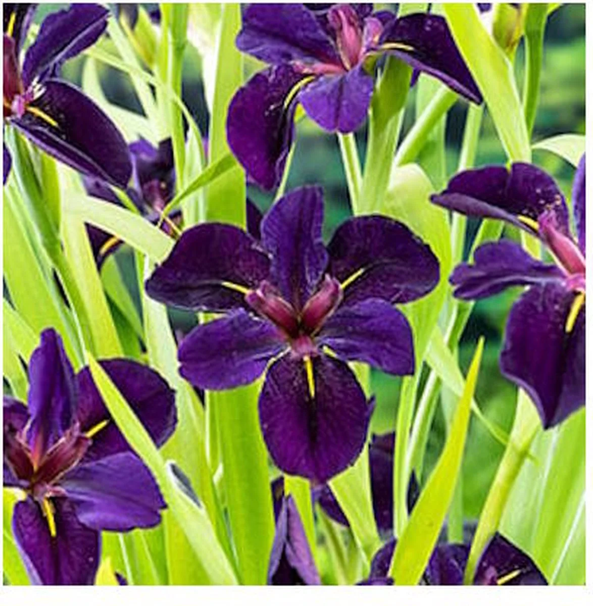 Iris Black Gamecock | Zwarte lis | In 18CM Mand Kant en Klaar by Moerings in Black – product photo