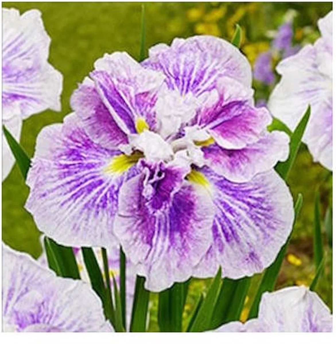 Iris Ensata Dinner Plate Cheese Cake | Japanese Iris | In 11CM pot de Moerings en Jaune – photo produit