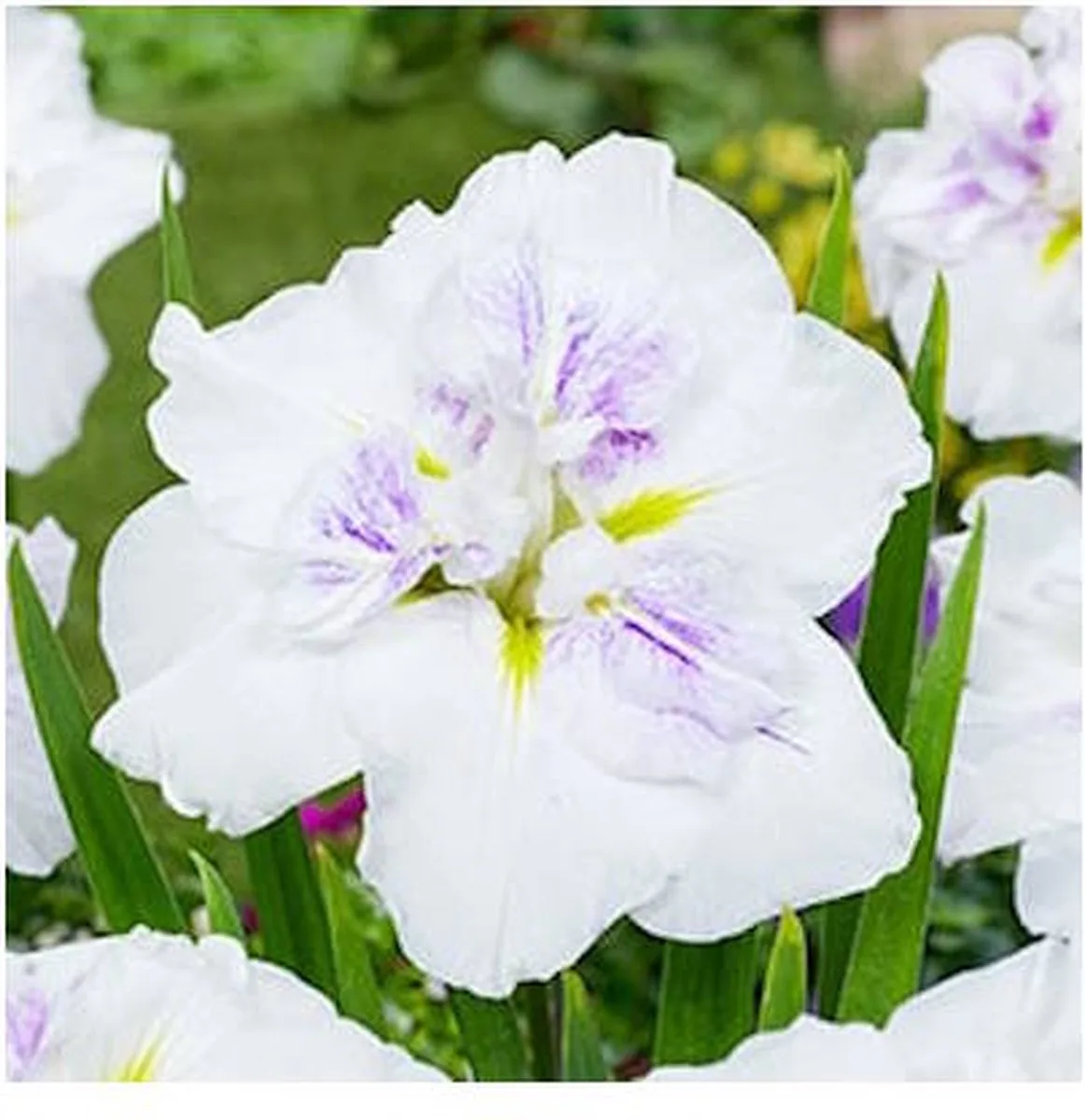 Iris Ensata Dinner Plate Cupcake | Japanese Iris | In 11CM pot de Moerings en Jaune – photo produit