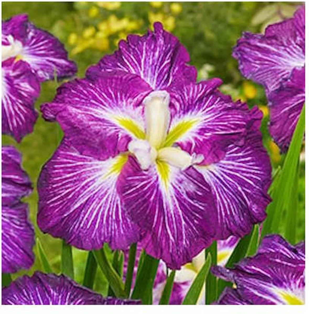 Iris Ensata Dinner Plate Jell-O | Japanese Iris | In 11CM pot by Moerings in Paarsroze – product photo