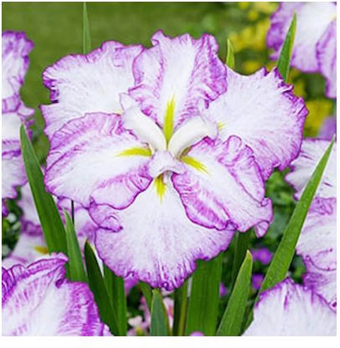 Iris Ensata Dinner Plate Tiramisu | Japanese Iris | In 11CM pot de Moerings en Violet – photo produit