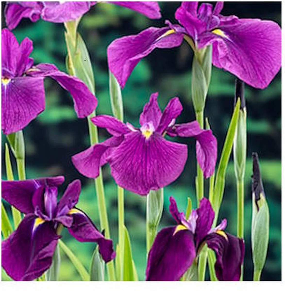 Iris kaempferi | Japanse Iris | In 18CM Mand Kant en Klaar de Moerings en Bleu – photo produit