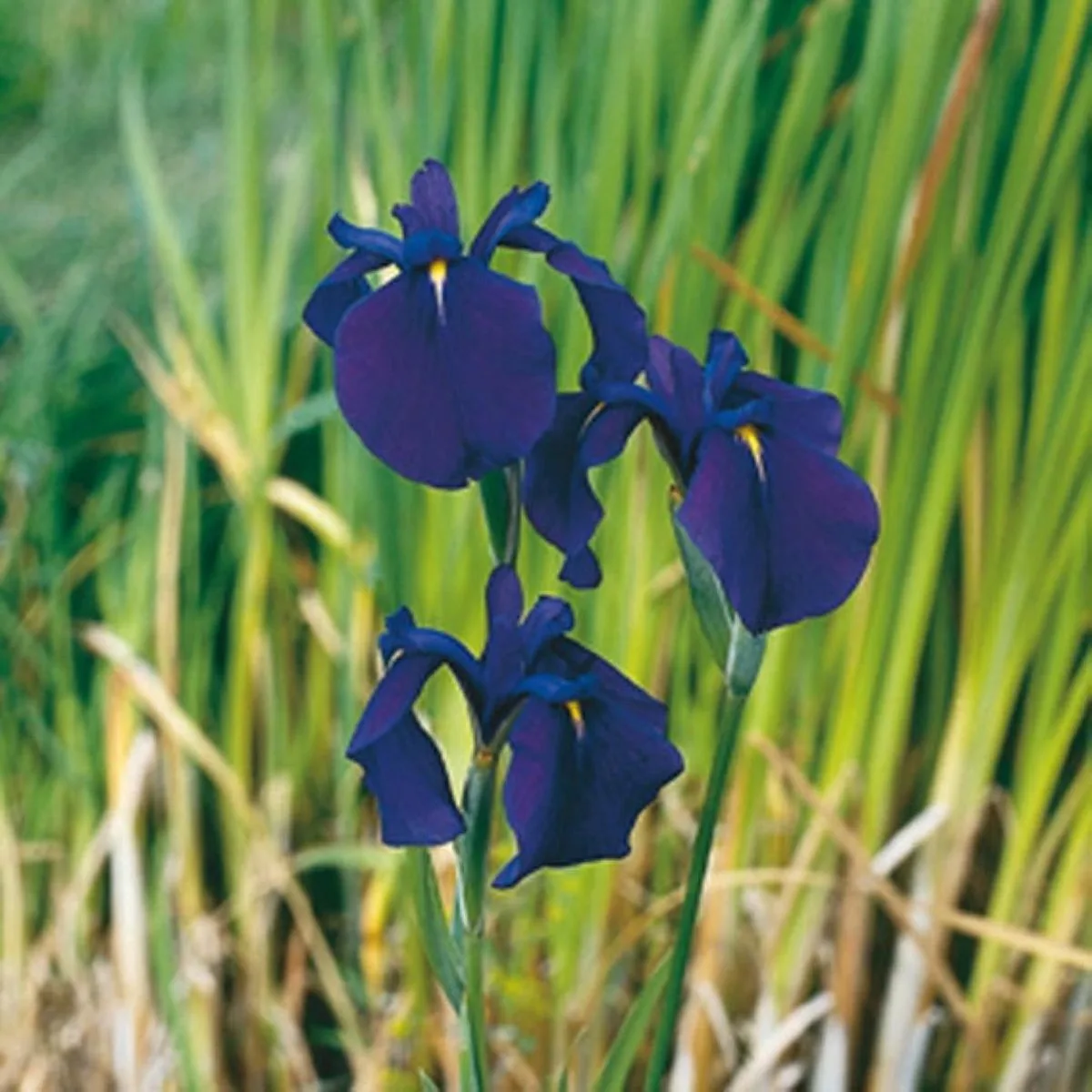Iris kaempferi Variegata | Water Iris | In 25CM Mand Kant en Klaar de Moerings en Violet – photo produit