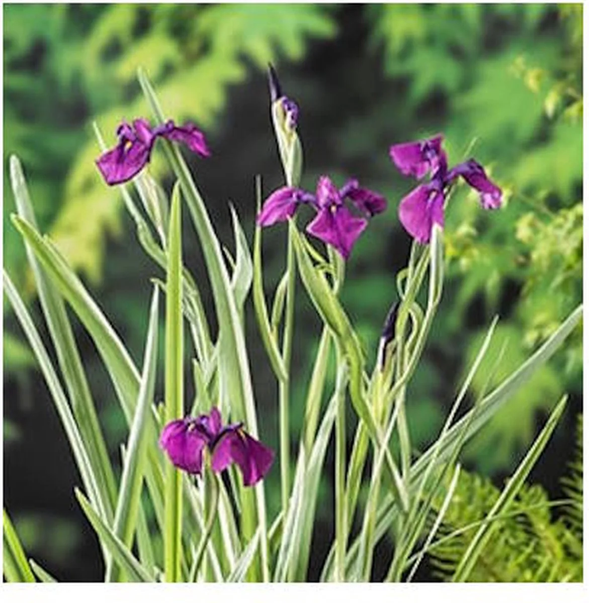 Iris kaempferi Variegata | Water Iris | In 9CM pot de Moerings en Violet – photo produit