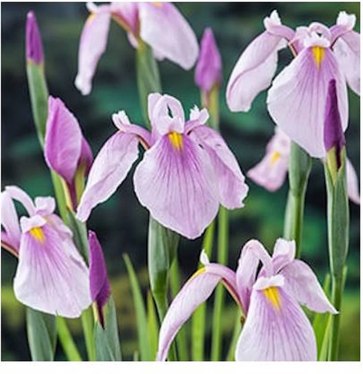 Iris Laevigata Rose Queen | Lis | In 18CM Mand Kant en Klaar von Moerings in Rosa – Produktfoto