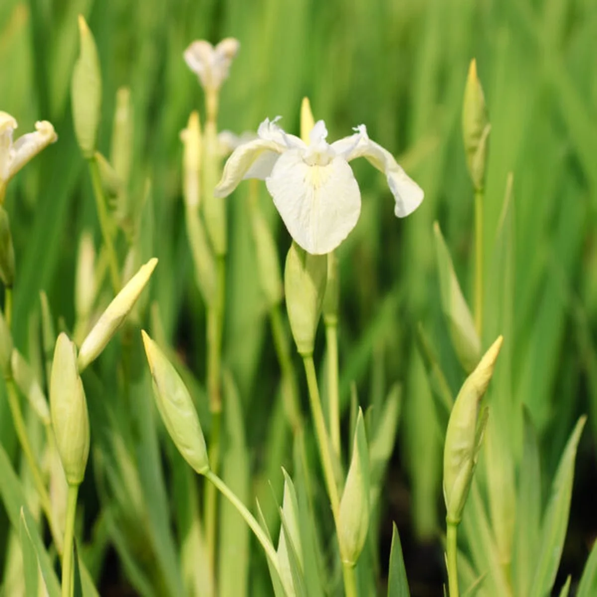 Iris Pseudacorus Alba | Witte Iris | In 9CM pot van Moerings in Wit – productfoto