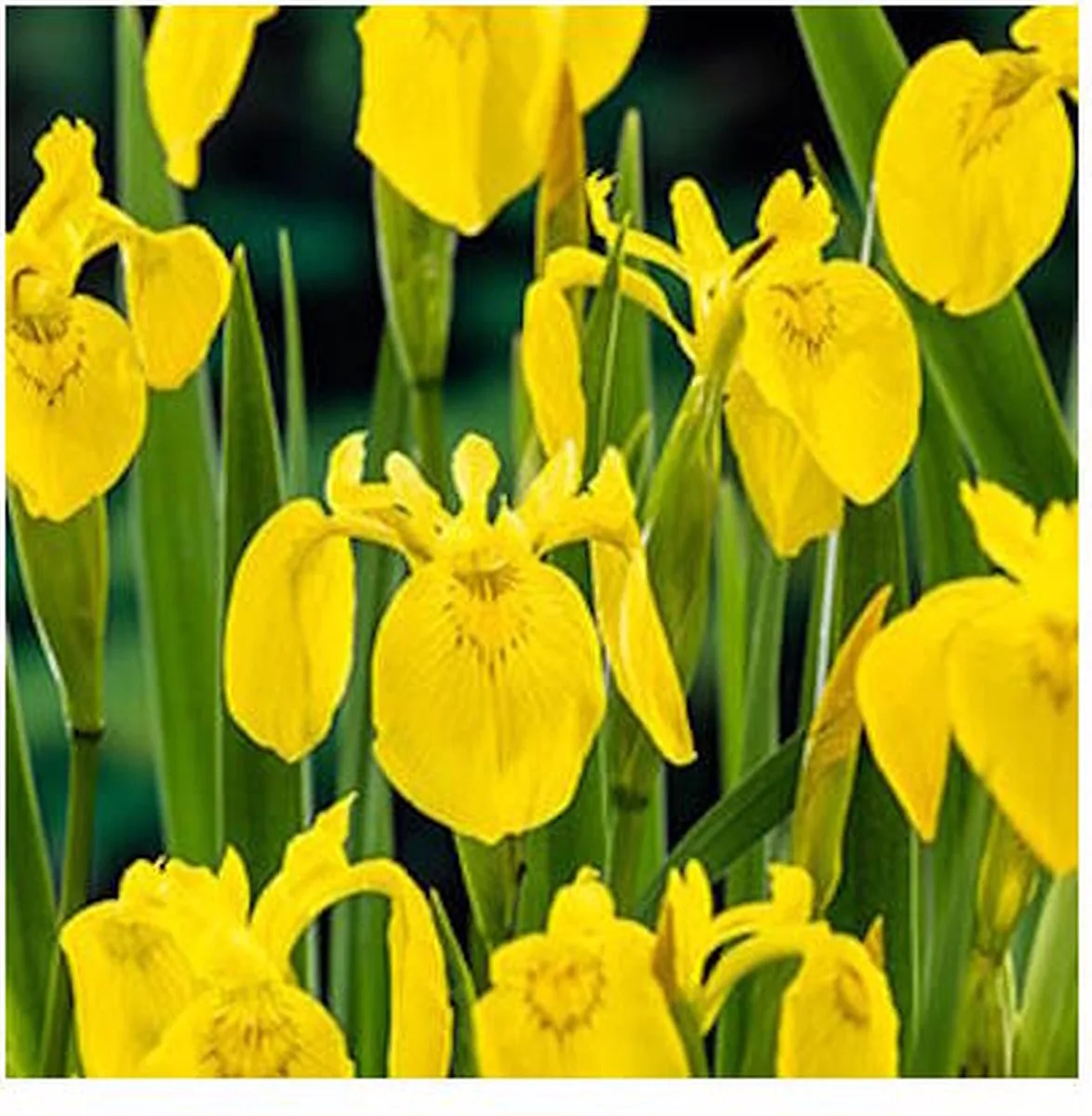 Iris Pseudacorus | Gele Lis | In 18CM Mand Kant en Klaar de Moerings en Jaune – photo produit