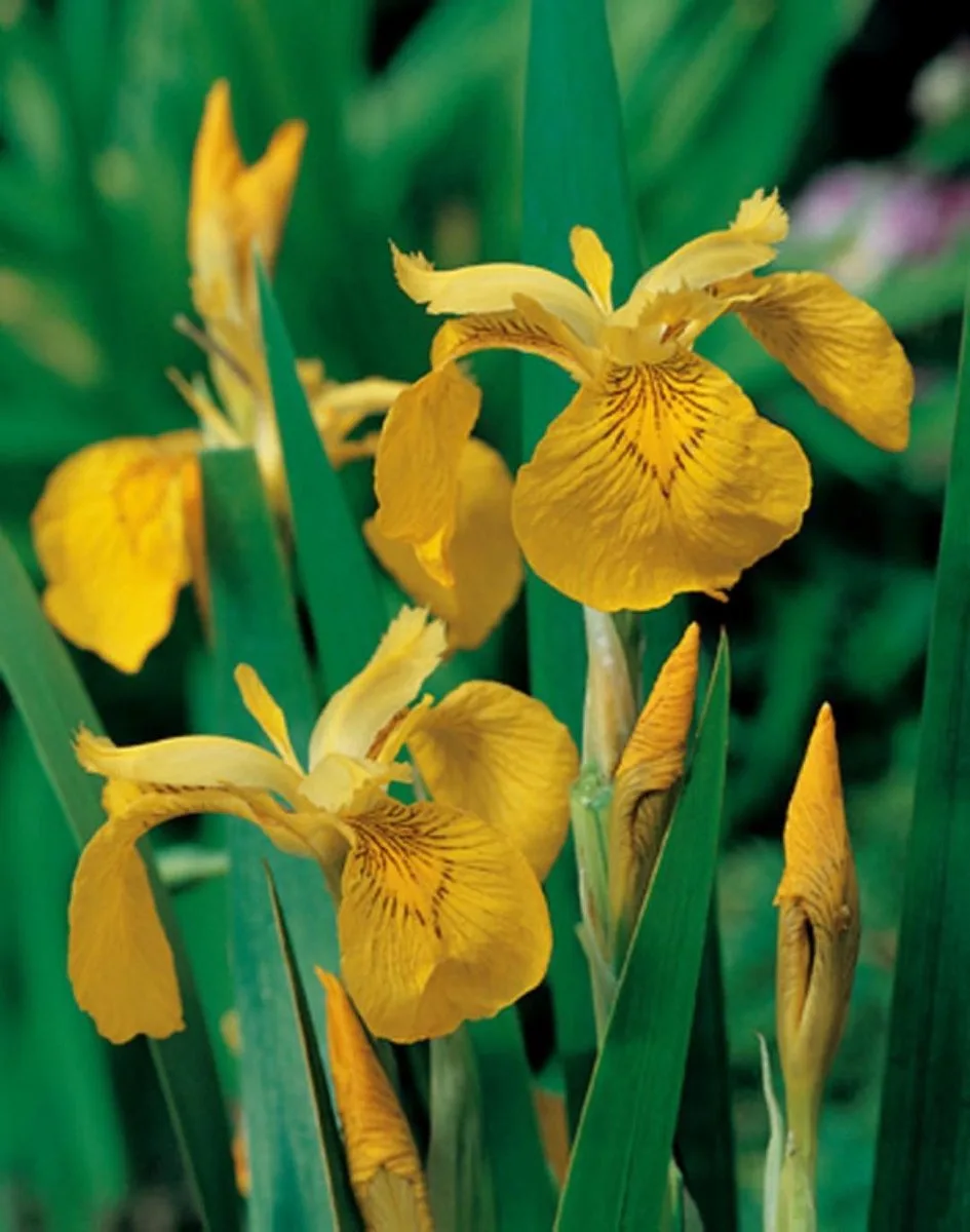 Iris Pseudacorus | Gele Lis | In 25CM Mand Kant en Klaar van Moerings in Geel – productfoto