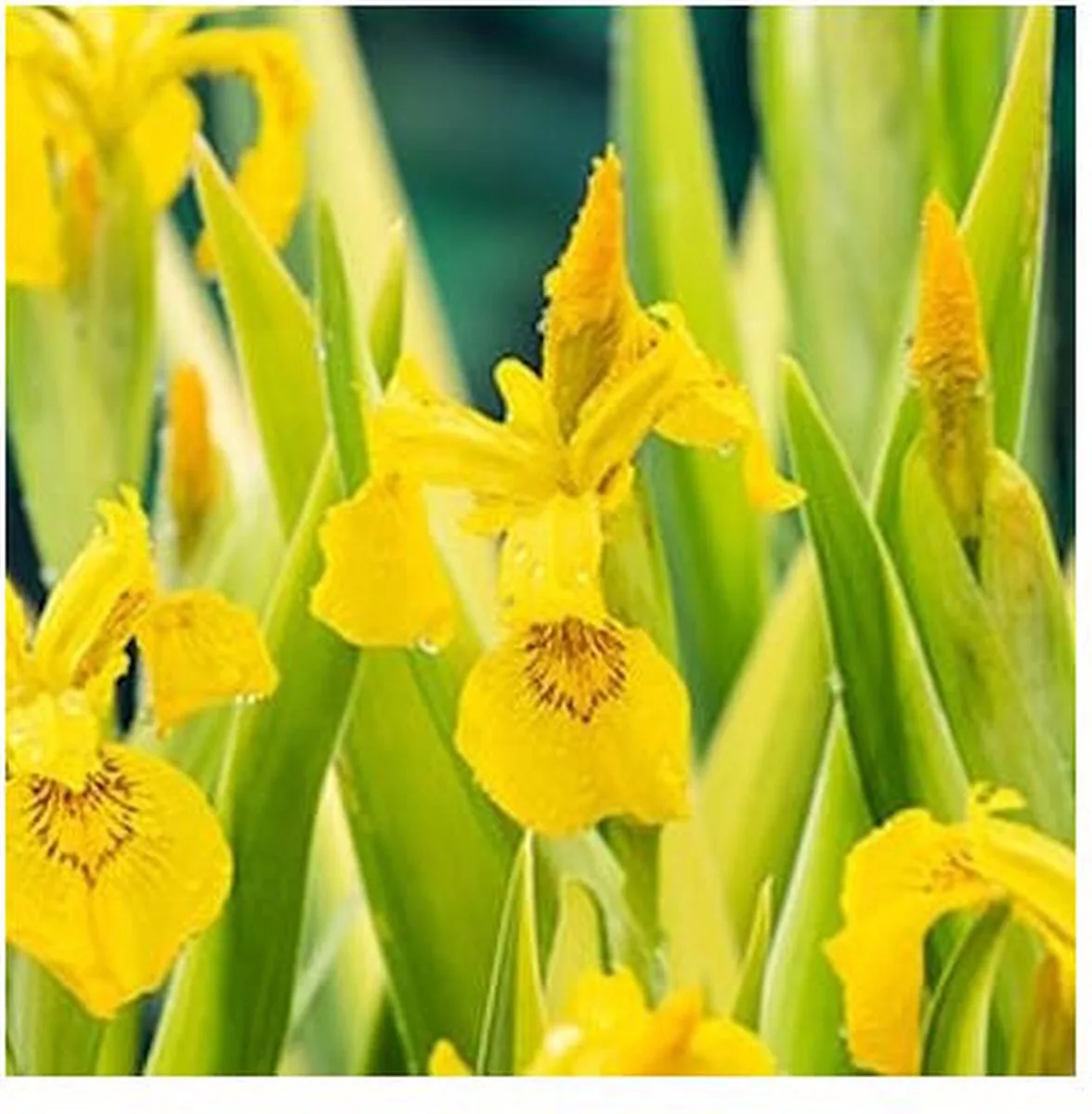 Iris Pseudacorus Variegata | Gele lis | In 9CM pot de Moerings en Vert – photo produit
