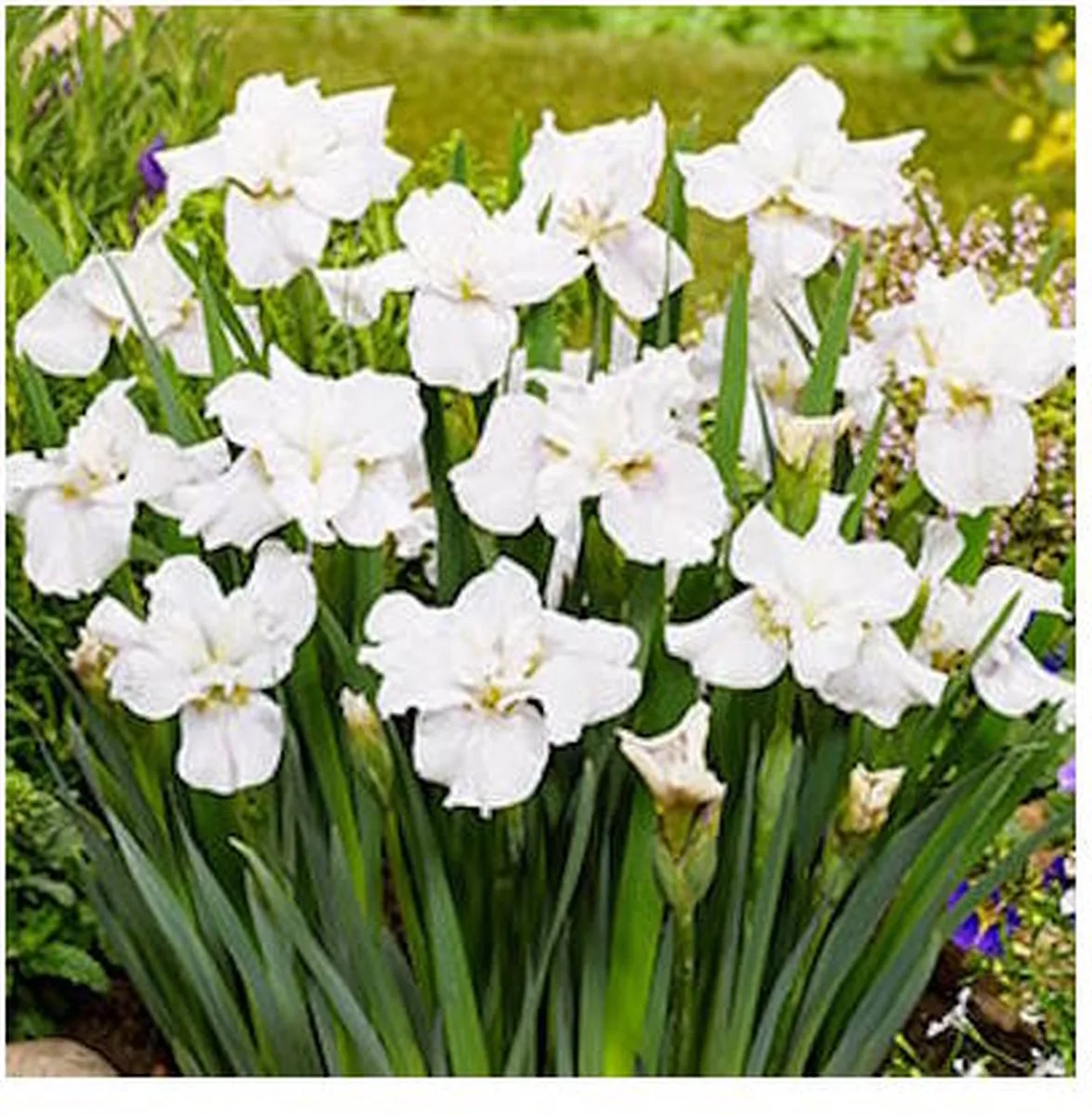 Iris Sibirica Not Quite White | Siberische Witte Iris | In 9CM pot von Moerings in Weiß – Produktfoto