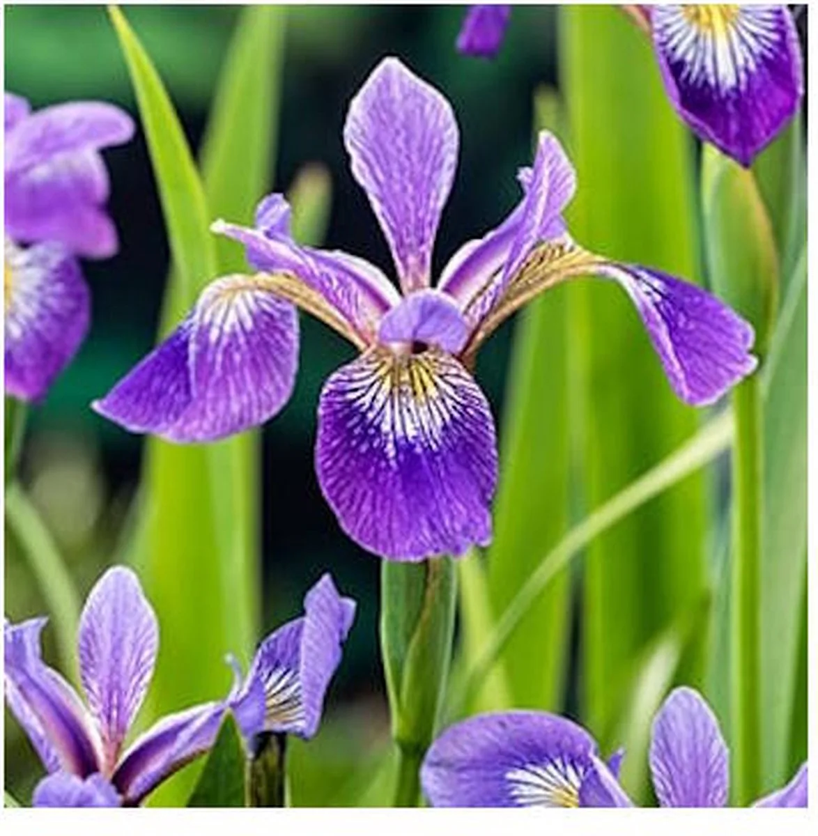 Iris Versicolor | Amerikaanse Iris | In 18CM Mand Kant en Klaar de Moerings en Bleu – photo produit