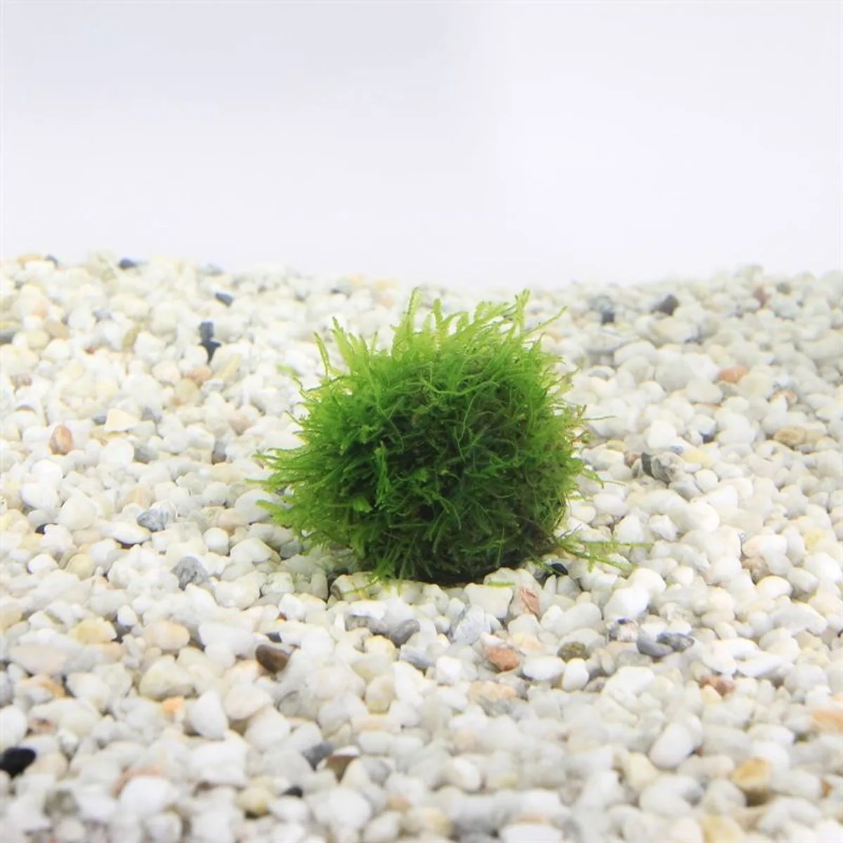 Javamos | Op Lavasteen Small Waterplant von Moerings in Grün – Produktfoto