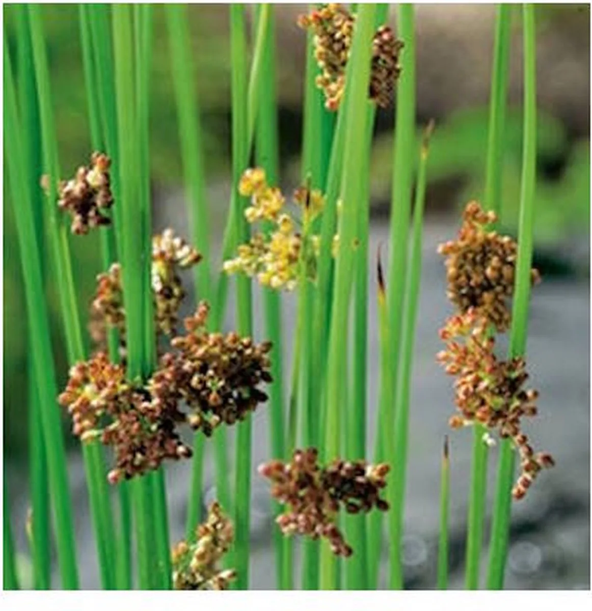 Juncus Effusus | Pitrus | In 18CM Mand Kant en Klaar de Moerings en Marron – photo produit
